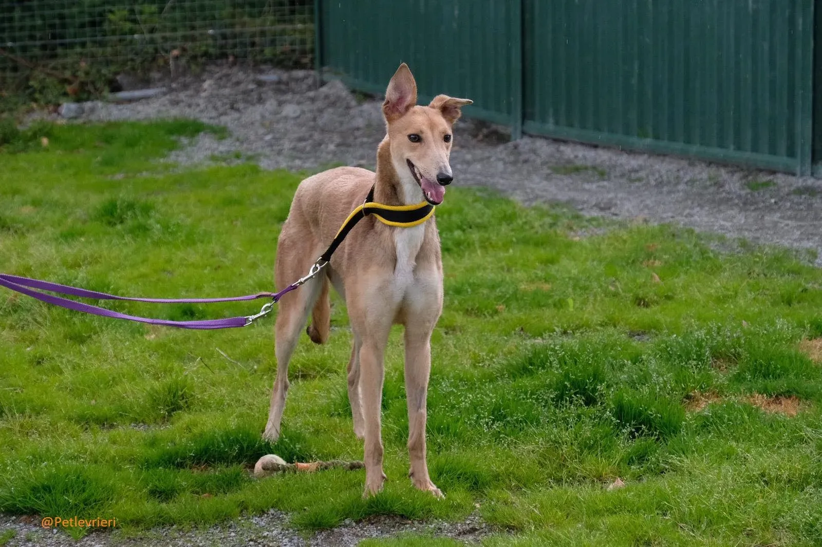 Bambi Greyhound Adozione Levrieri 4