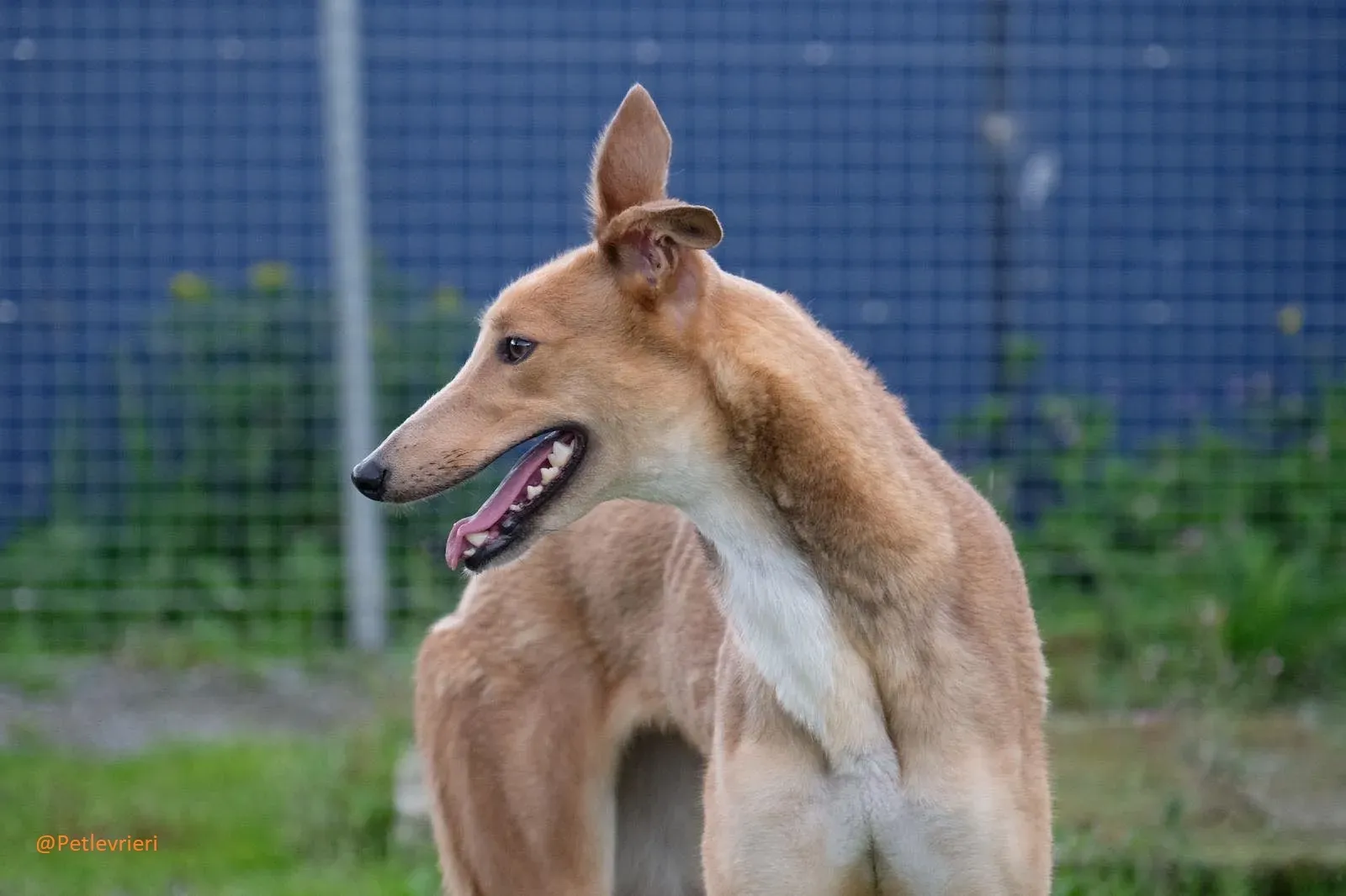 Bambi Greyhound Adozione Levrieri 5