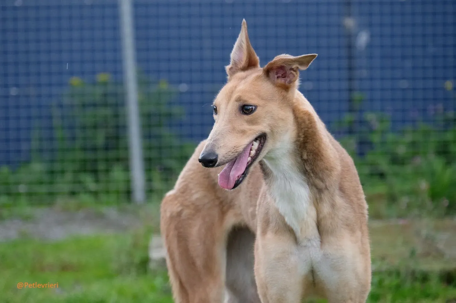 Bambi Greyhound Adozione Levrieri 6