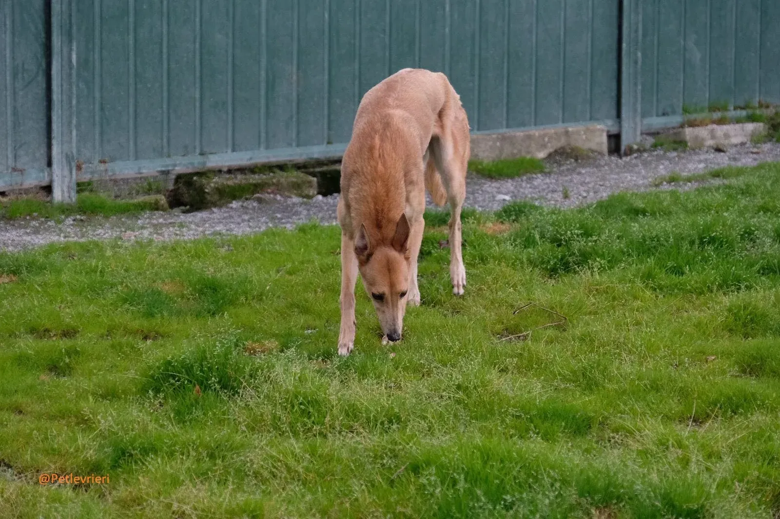 Bambi Greyhound Adozione Levrieri 8