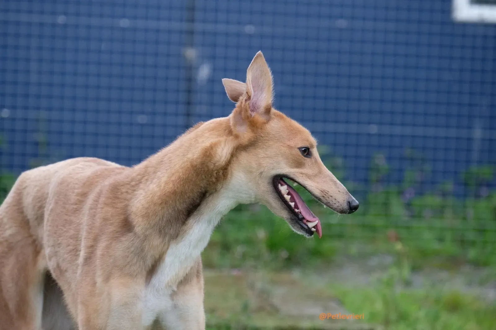 Bambi Greyhound Adozione Levrieri 9