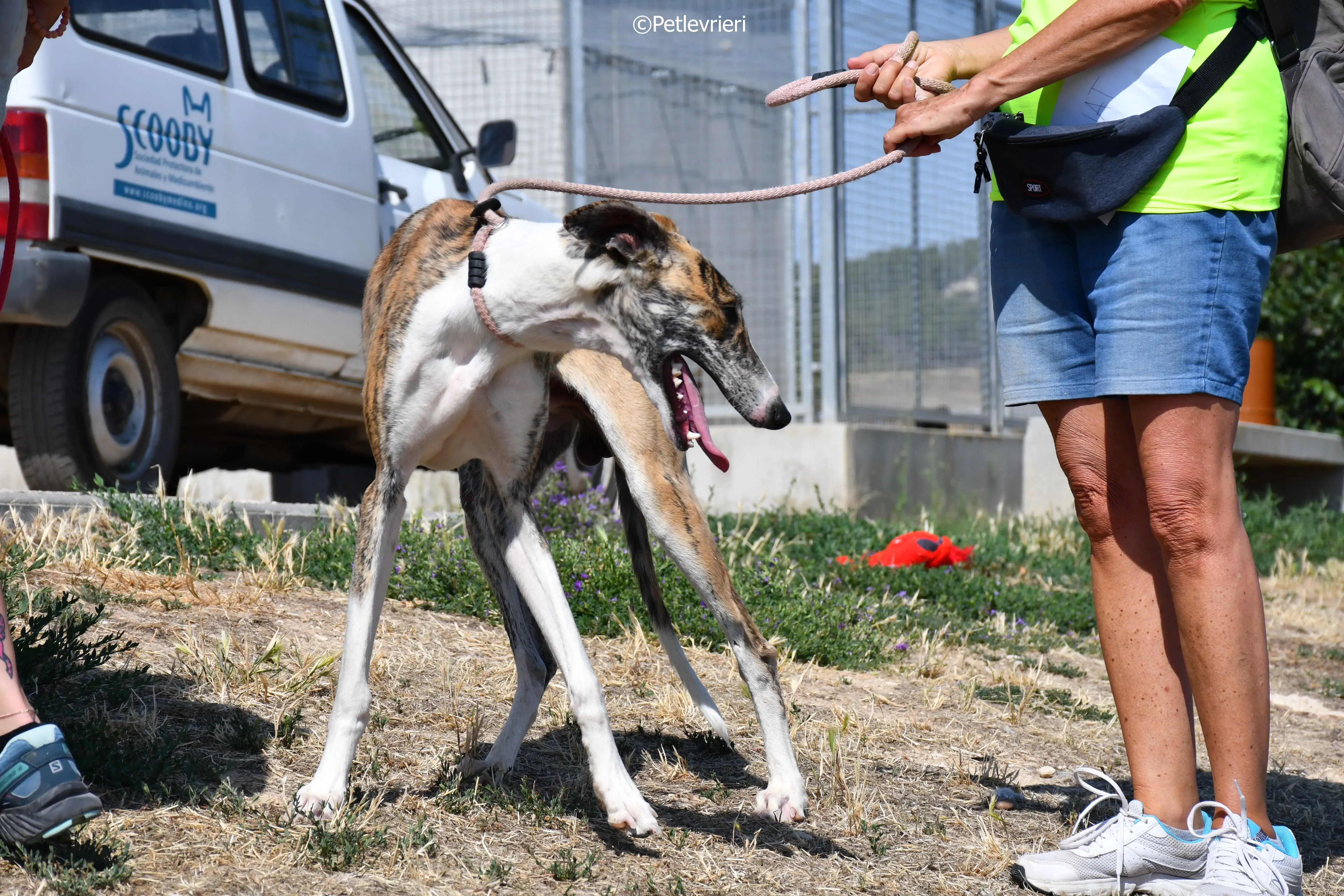 Bambi adozione levrieri galgo 1