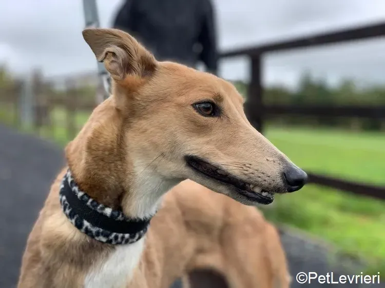 Bambi adozione levrieri greyhound 1