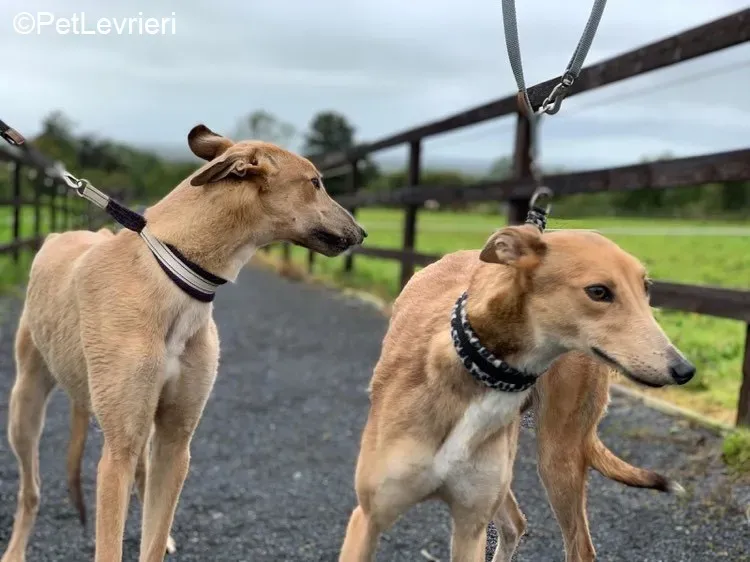 Bambi adozione levrieri greyhound 3