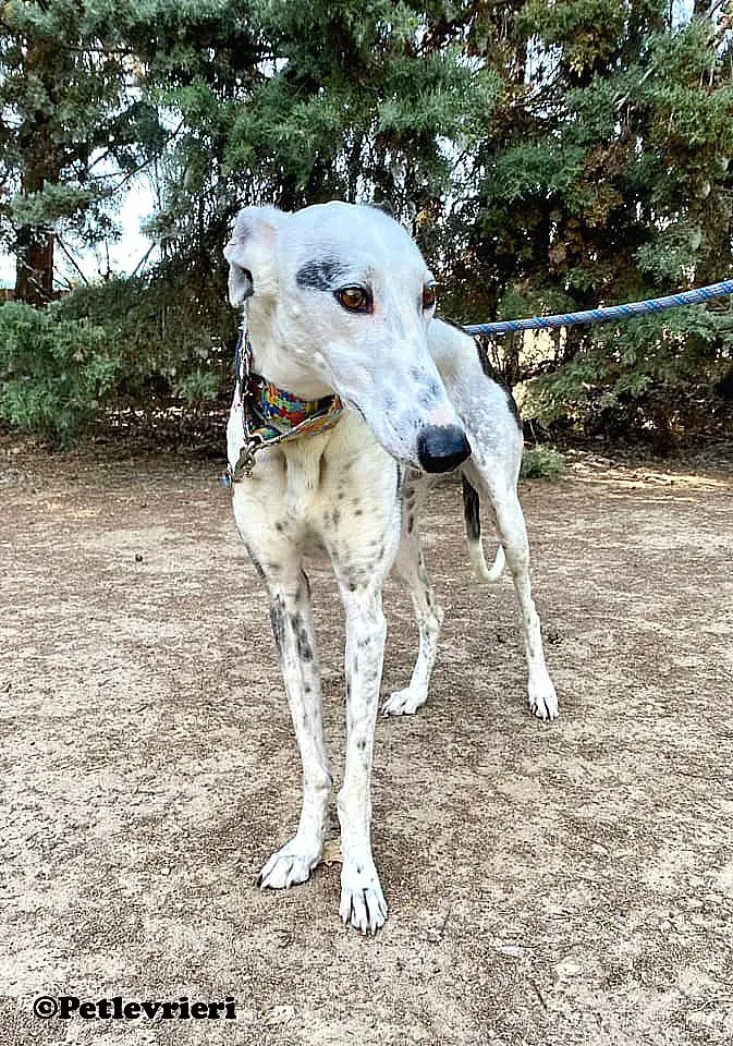 Bambina adozione levrieri galgo 01