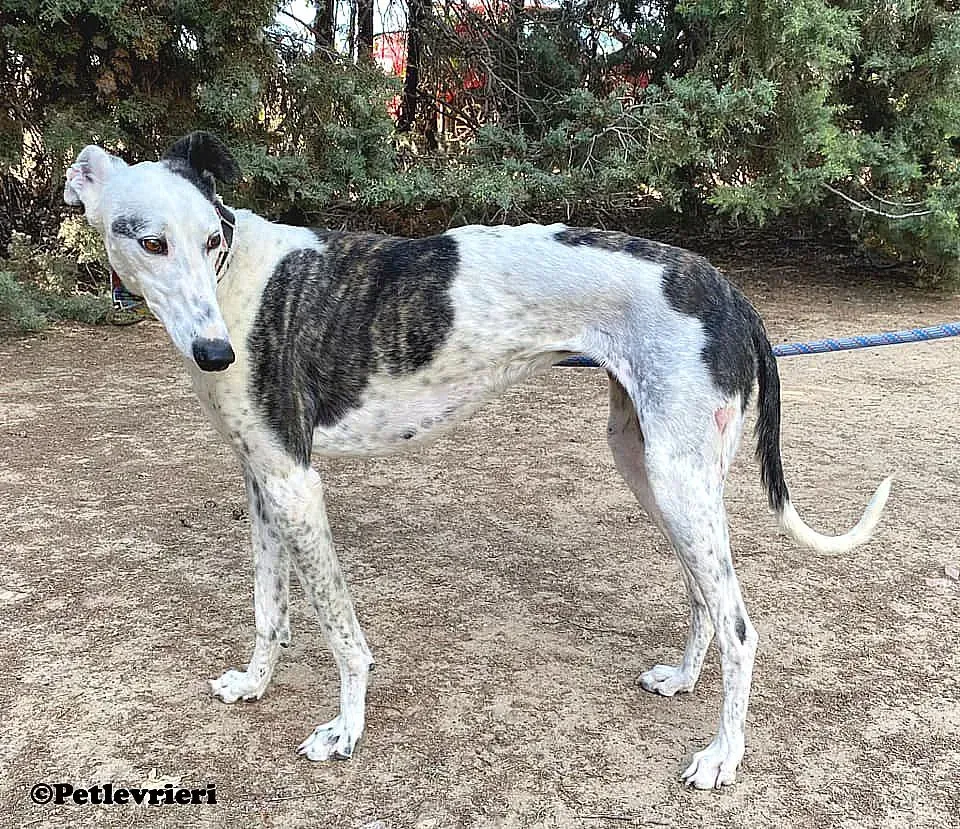 Bambina adozione levrieri galgo 02