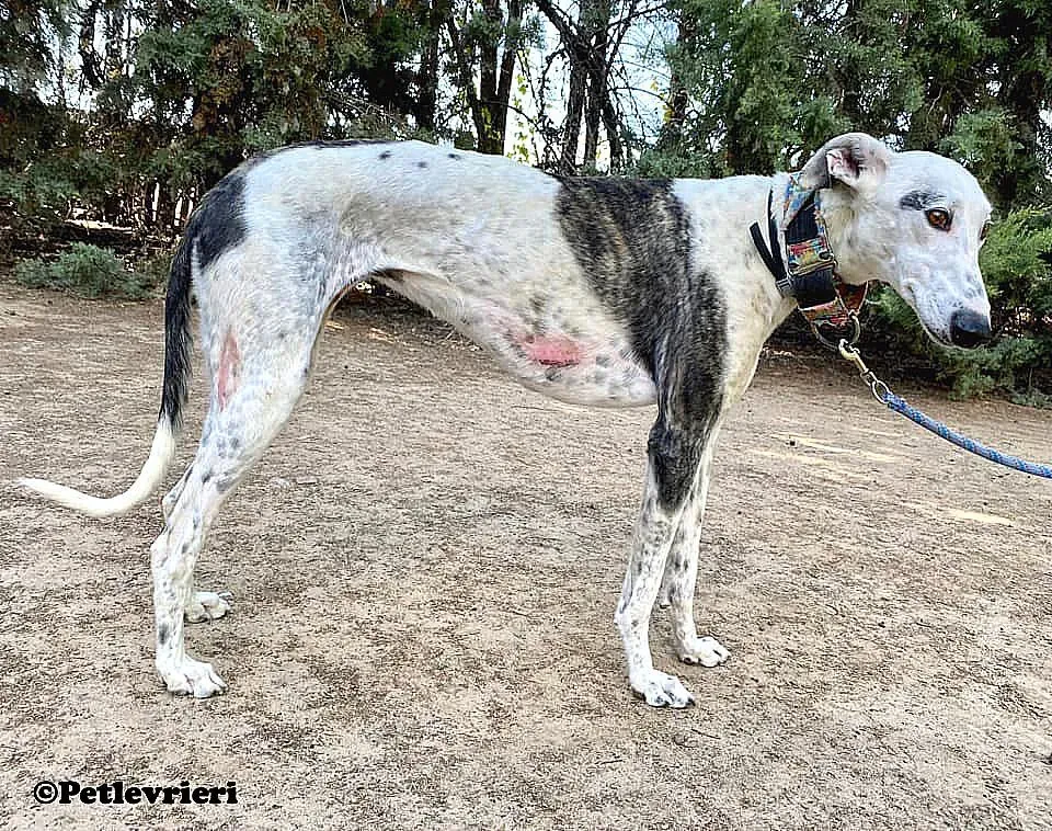 Bambina adozione levrieri galgo 03