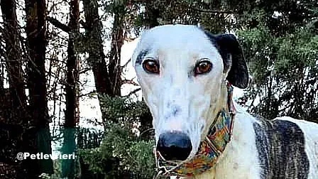 Bambina adozione levrieri galgo 04
