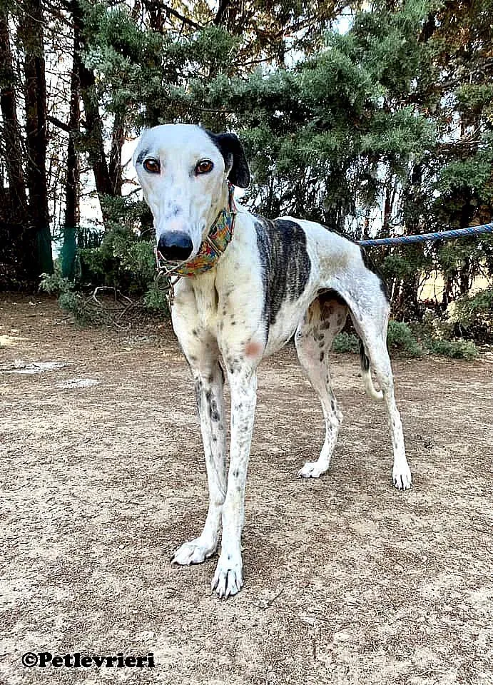 Bambina adozione levrieri galgo 04