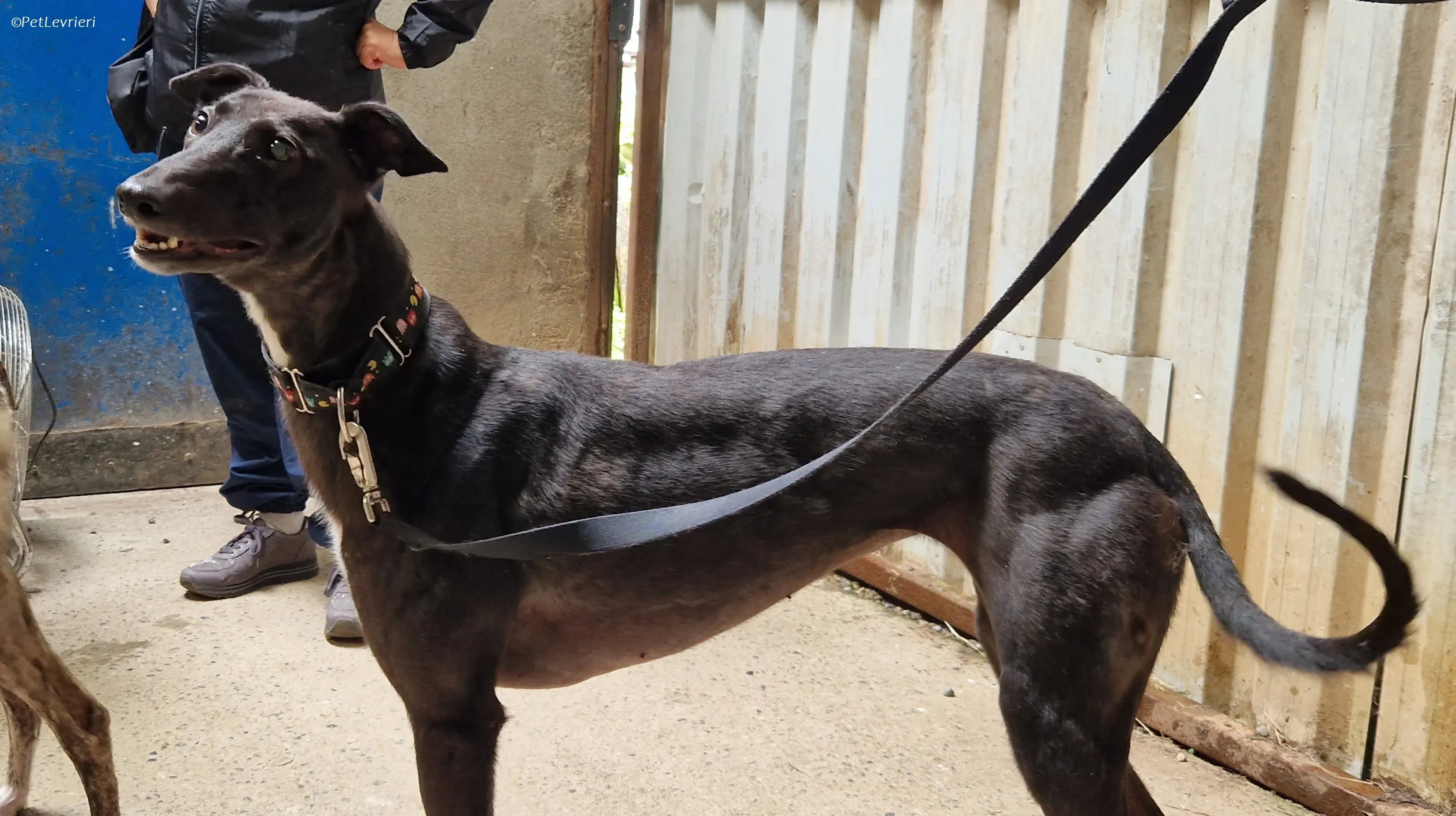 Bamboo adozione levrieri greyhound 1