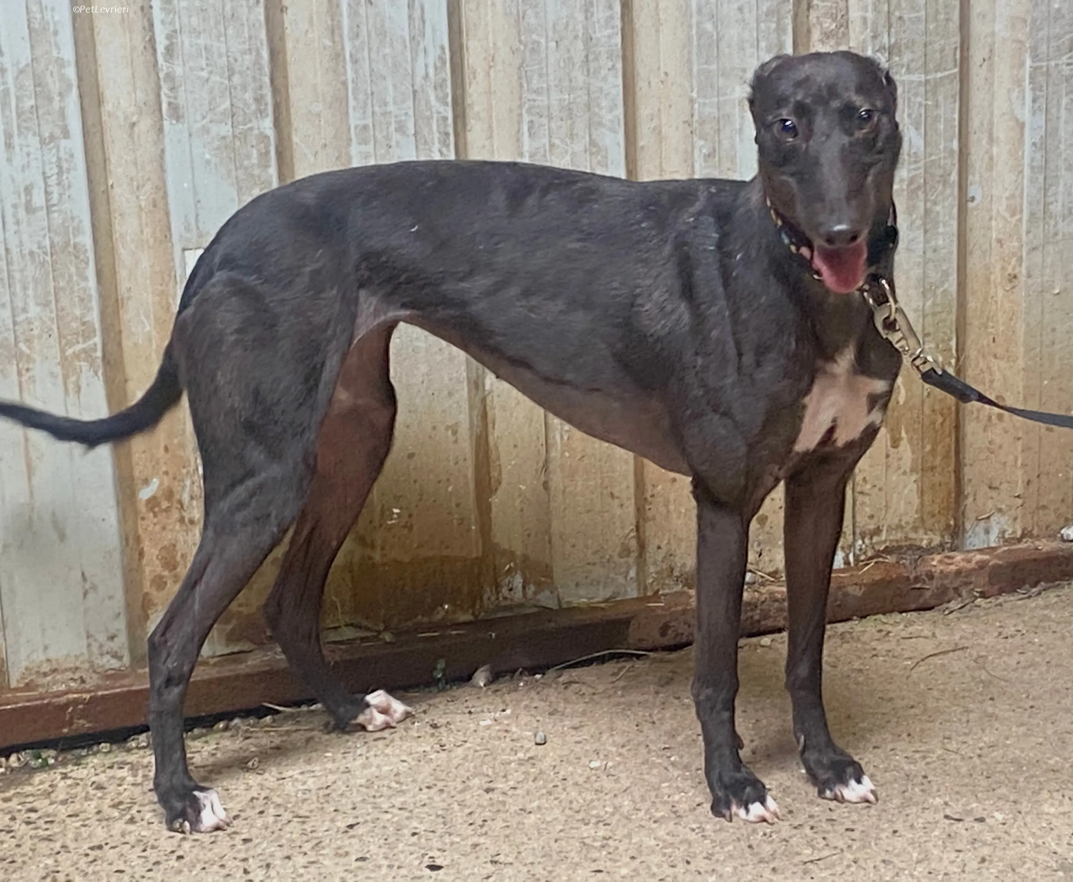 Bamboo adozione levrieri greyhound 10