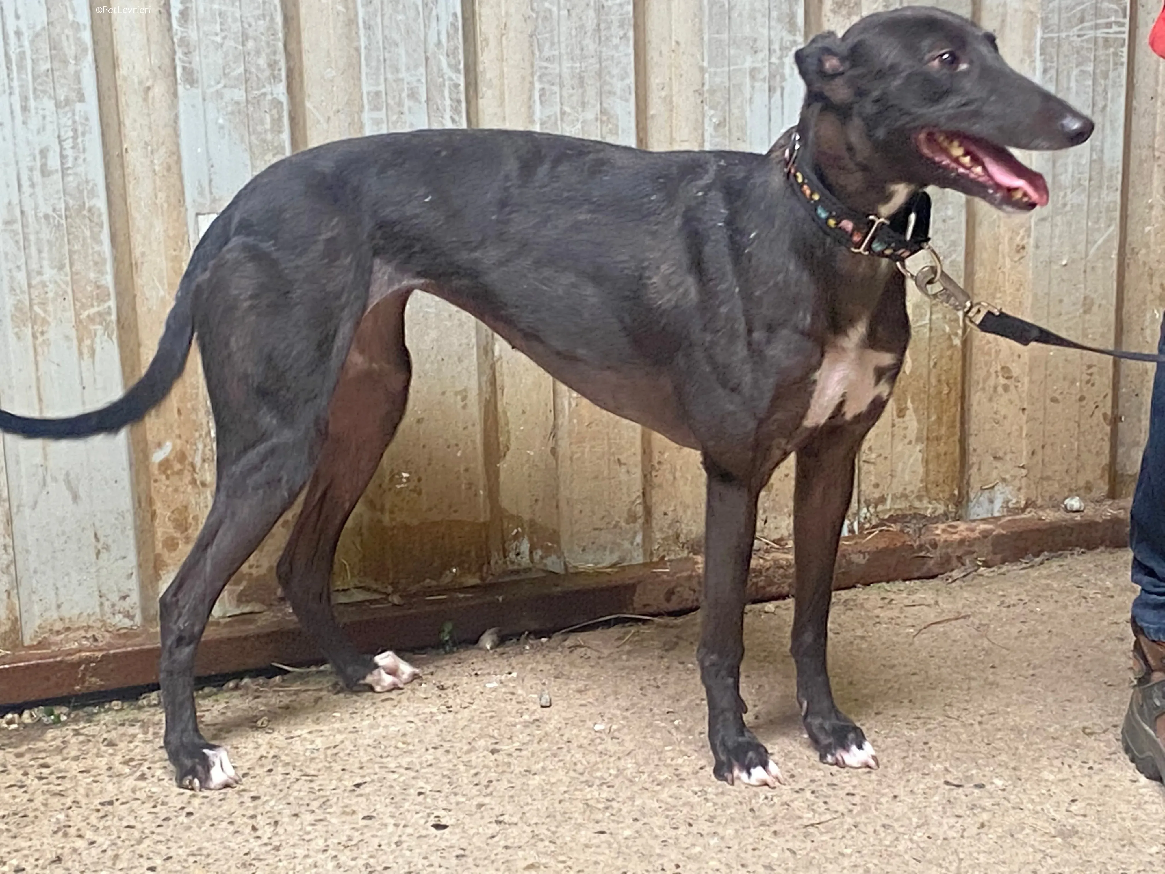 Bamboo adozione levrieri greyhound 11