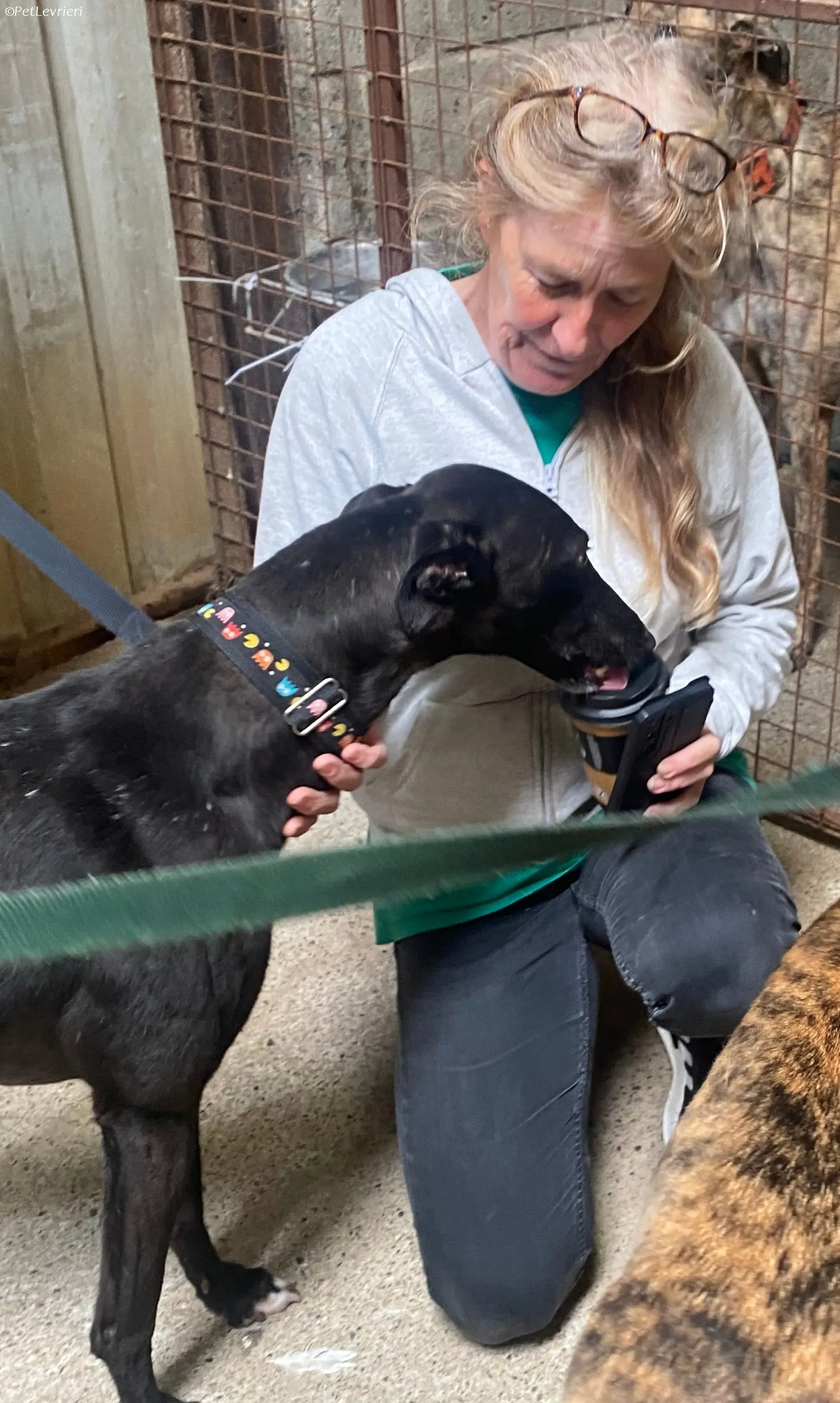 Bamboo adozione levrieri greyhound 12