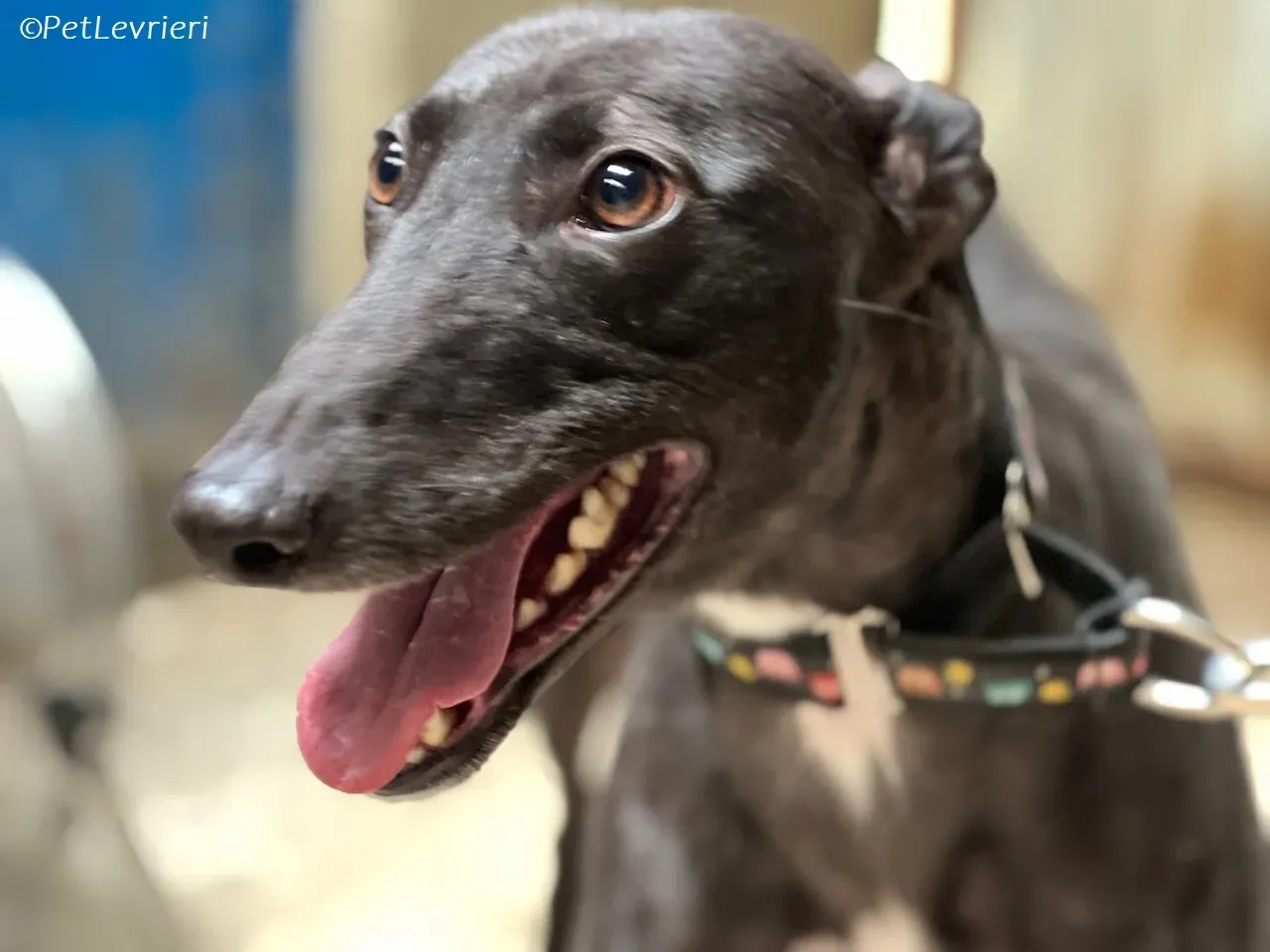 Bamboo adozione levrieri greyhound 13