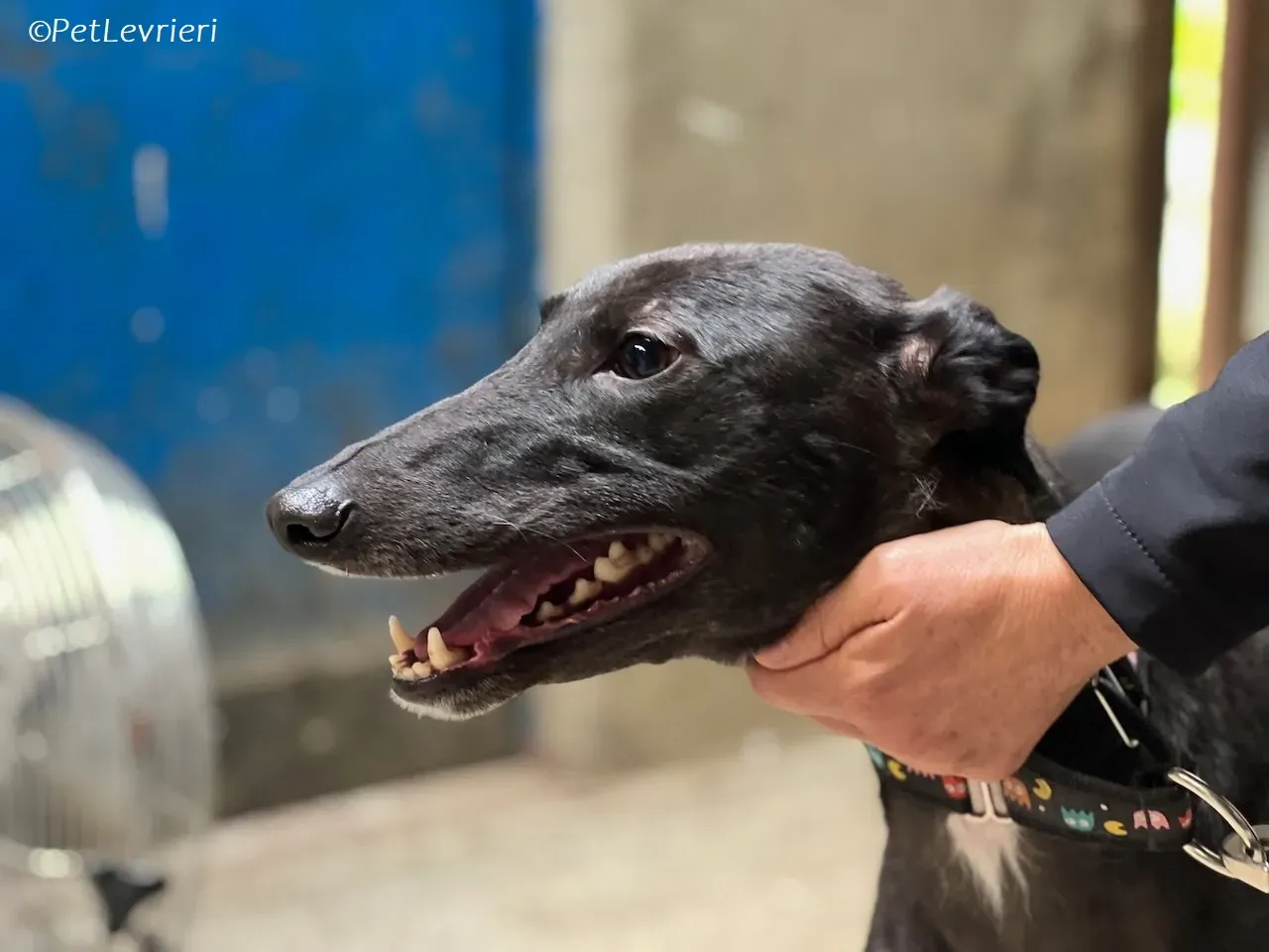 Bamboo adozione levrieri greyhound 14