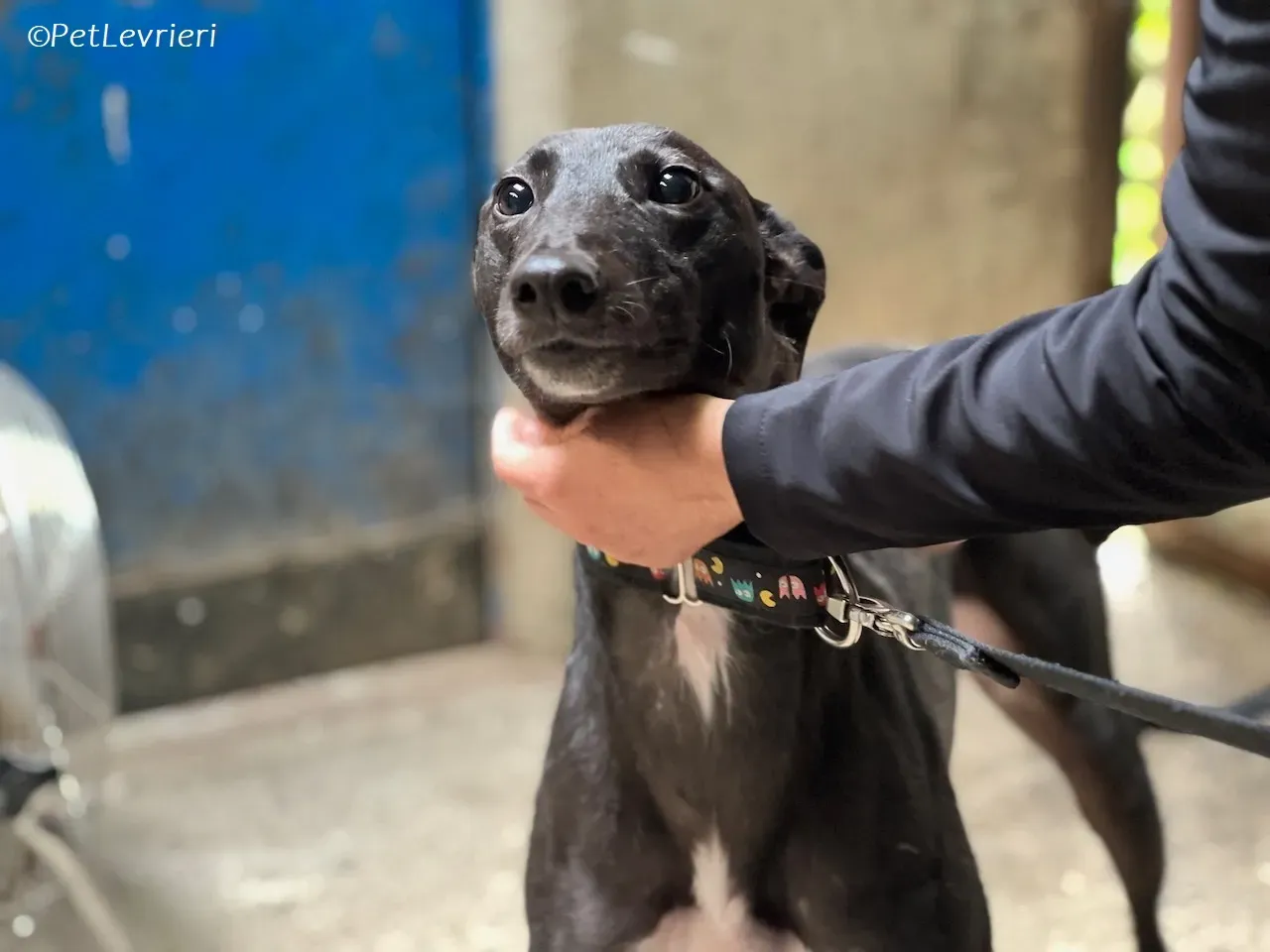 Bamboo adozione levrieri greyhound 15