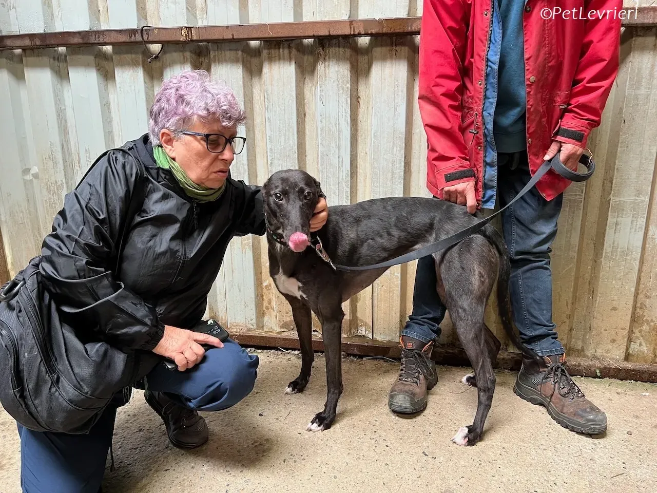 Bamboo adozione levrieri greyhound 16