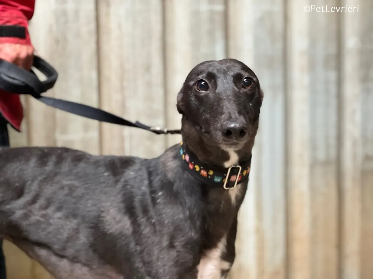 Bamboo adozione levrieri greyhound 17