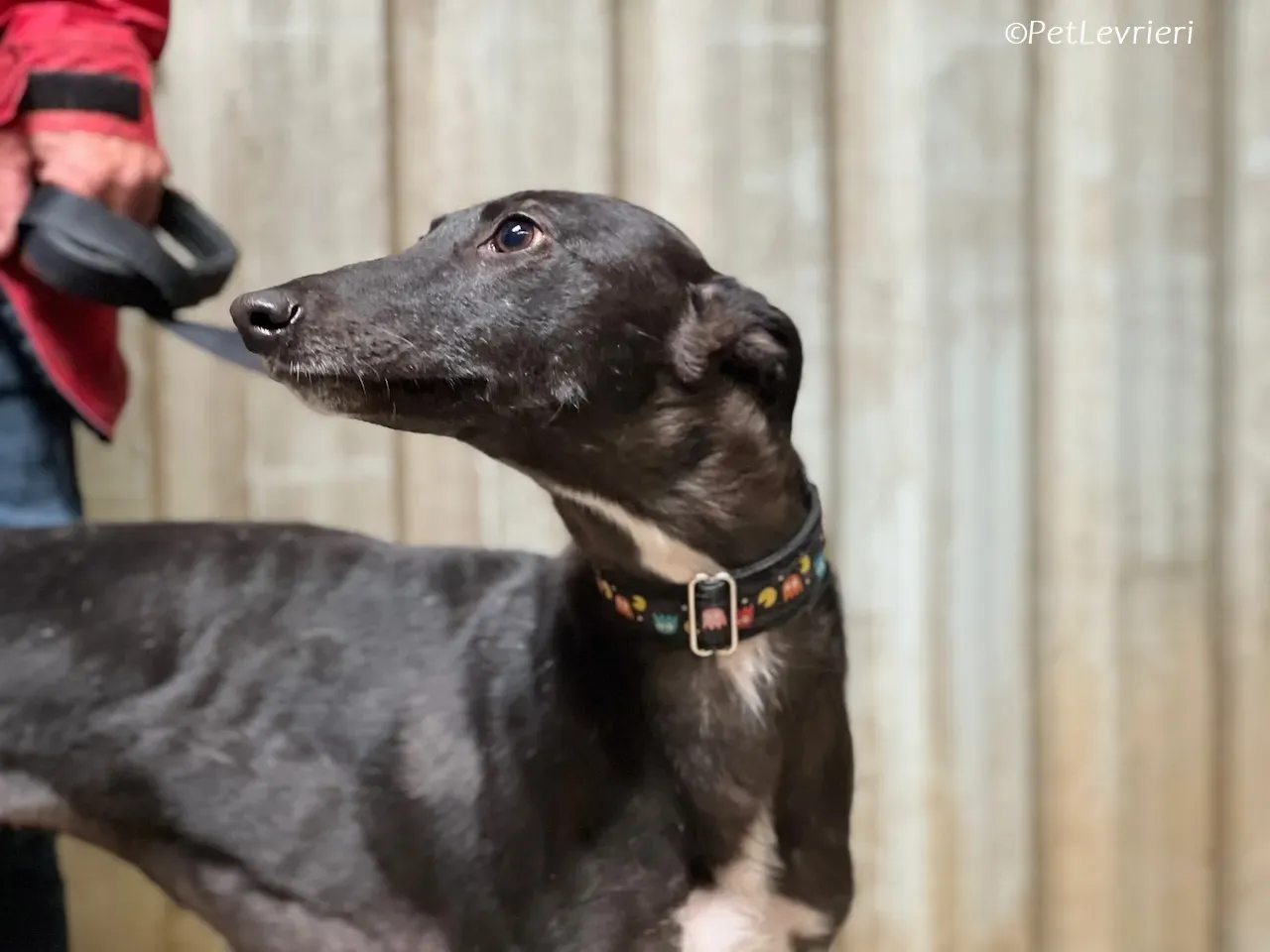 Bamboo adozione levrieri greyhound 18