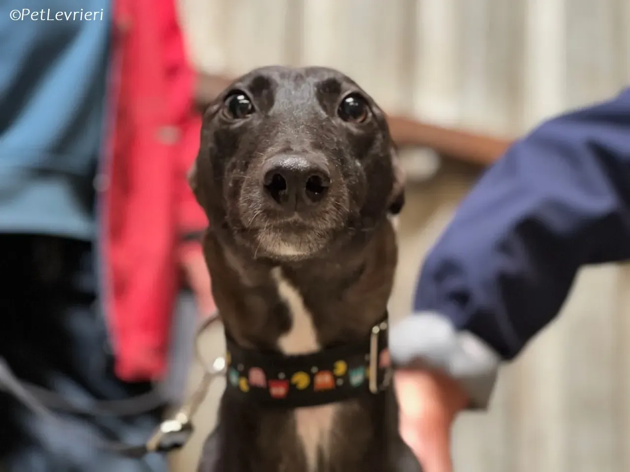 Bamboo adozione levrieri greyhound 19