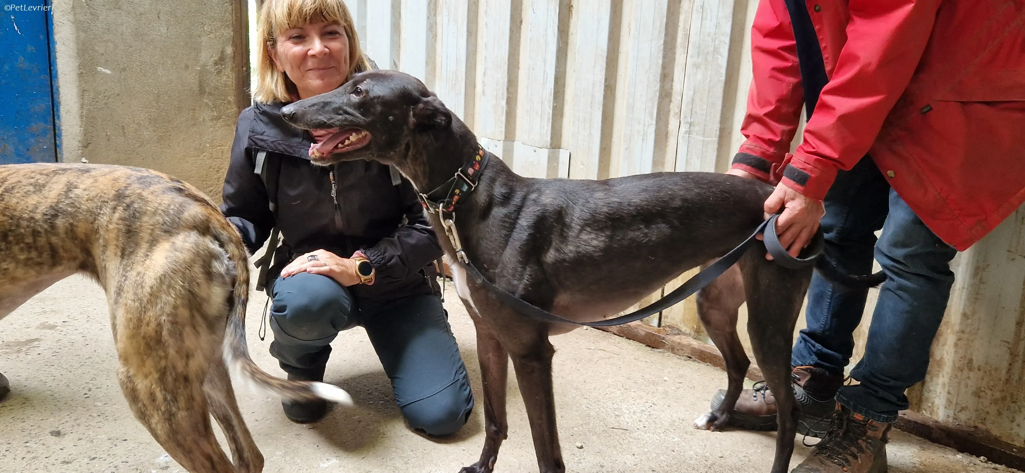 Bamboo adozione levrieri greyhound 2