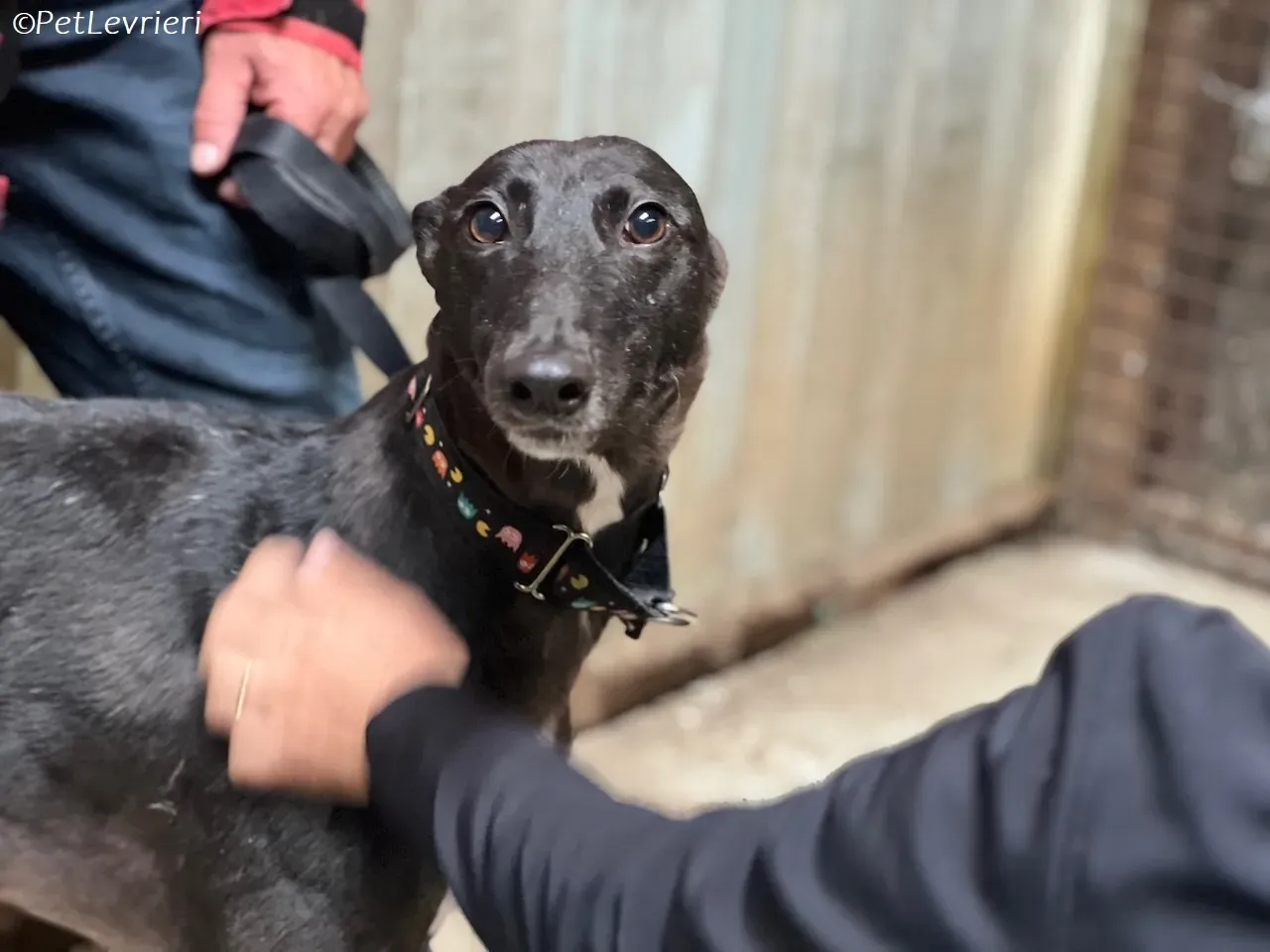 Bamboo adozione levrieri greyhound 20