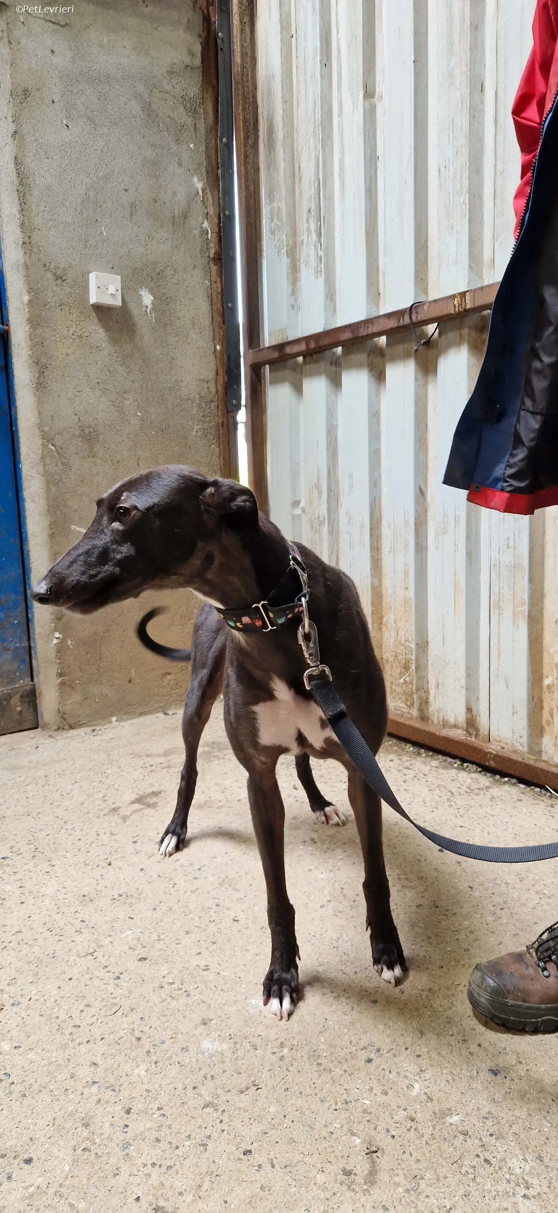 Bamboo adozione levrieri greyhound 3