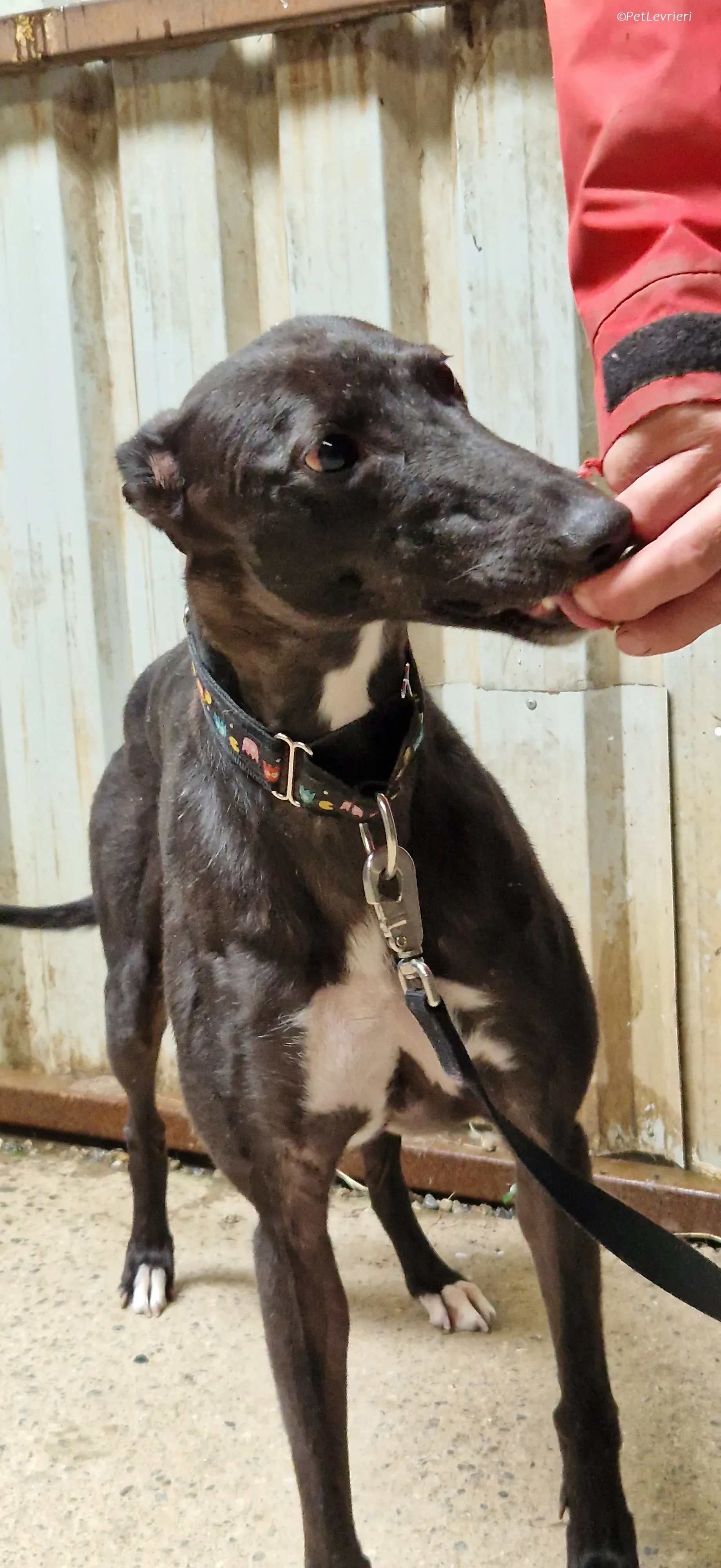 Bamboo adozione levrieri greyhound 4