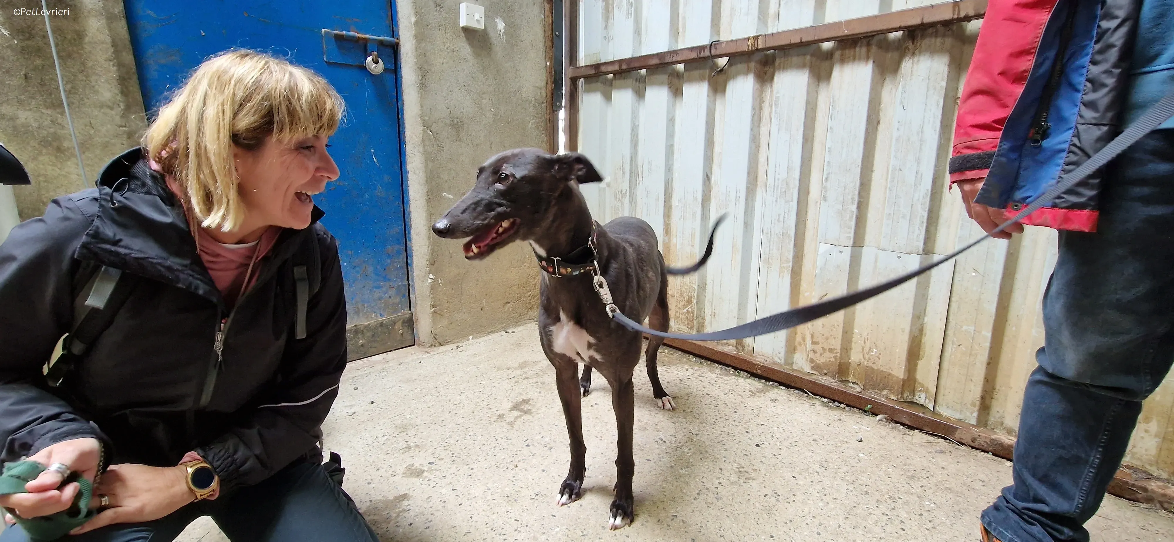 Bamboo adozione levrieri greyhound 5