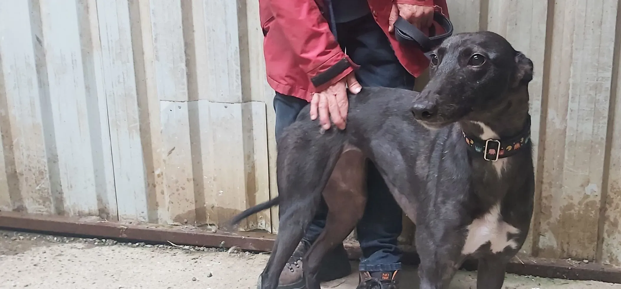 Bamboo adozione levrieri greyhound 6 scaled e1690569194403