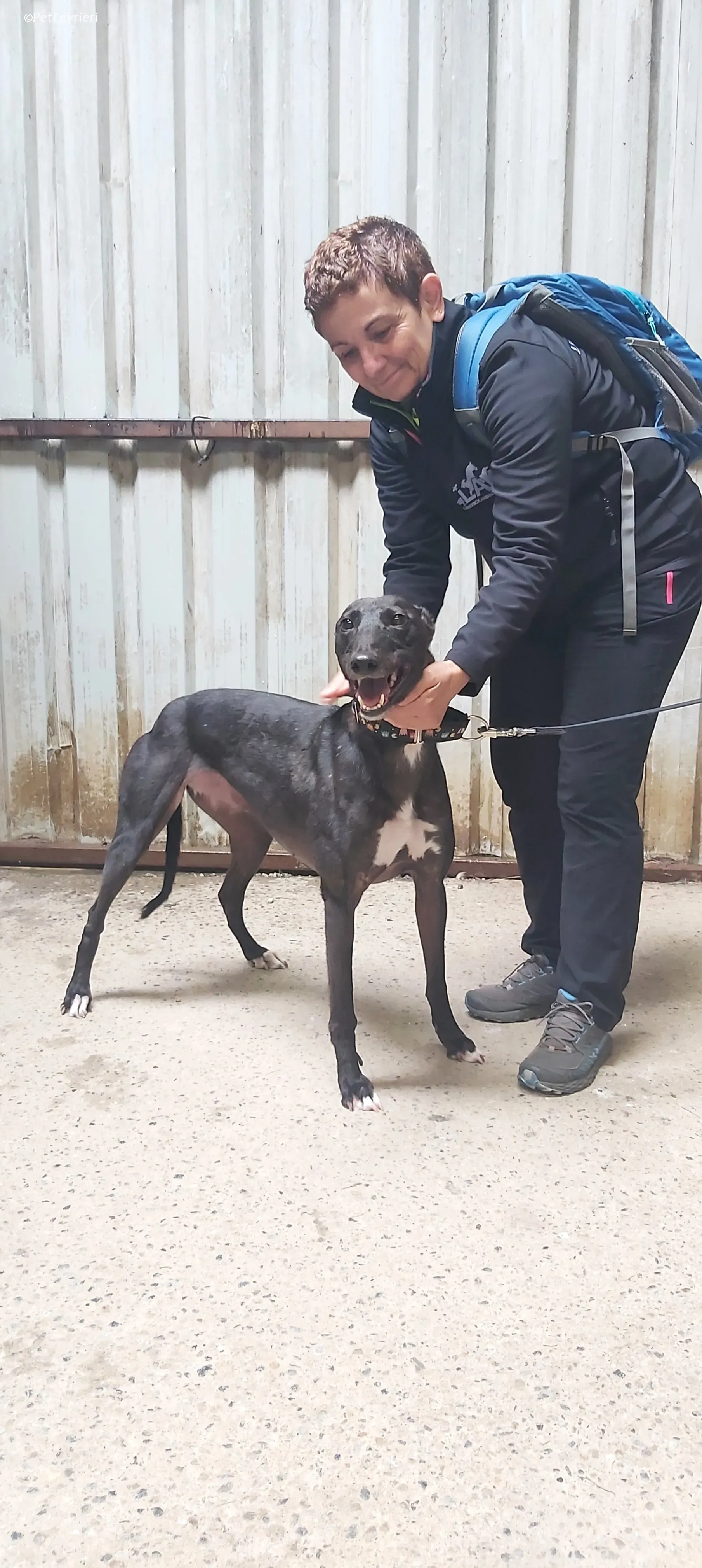 Bamboo adozione levrieri greyhound 7