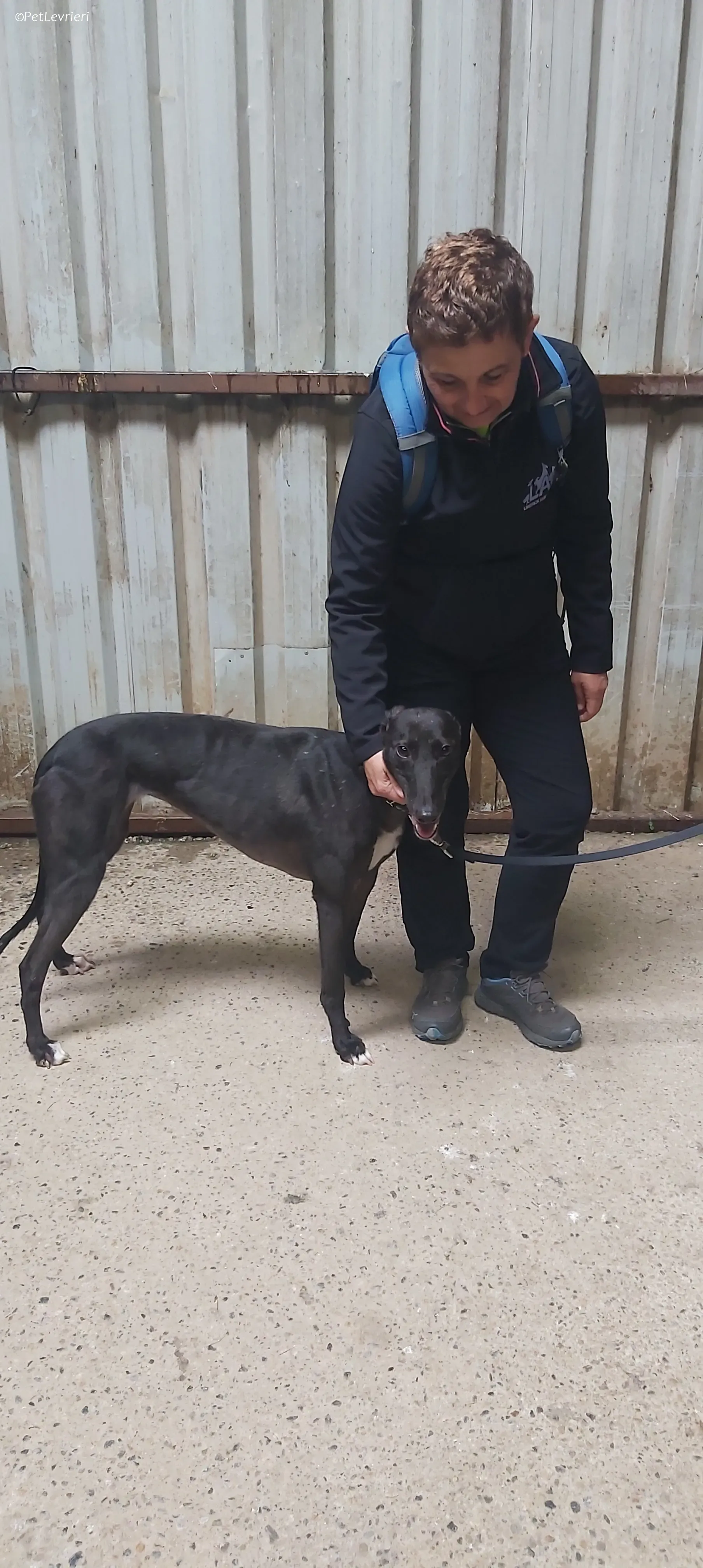 Bamboo adozione levrieri greyhound 8