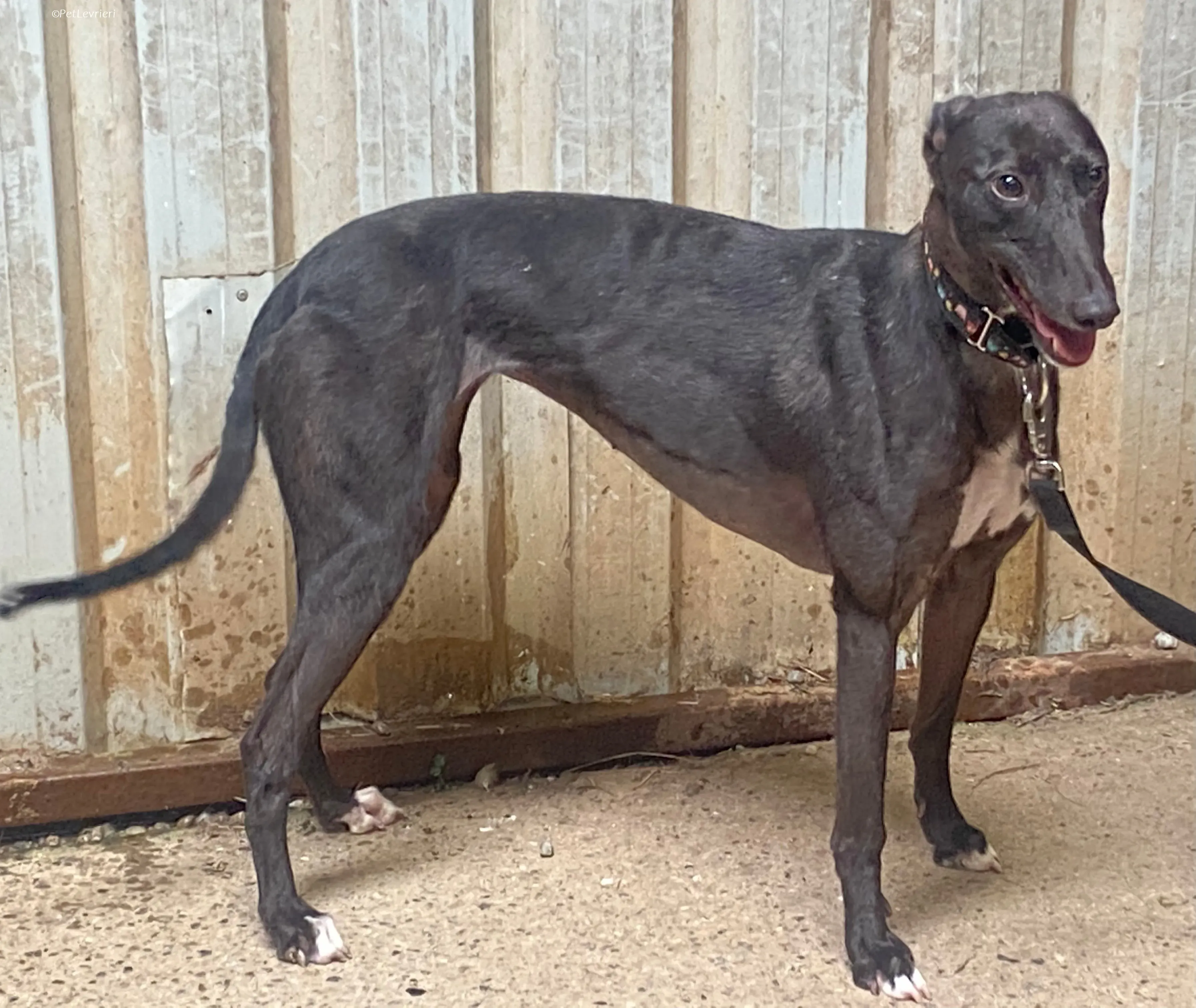 Bamboo adozione levrieri greyhound 9