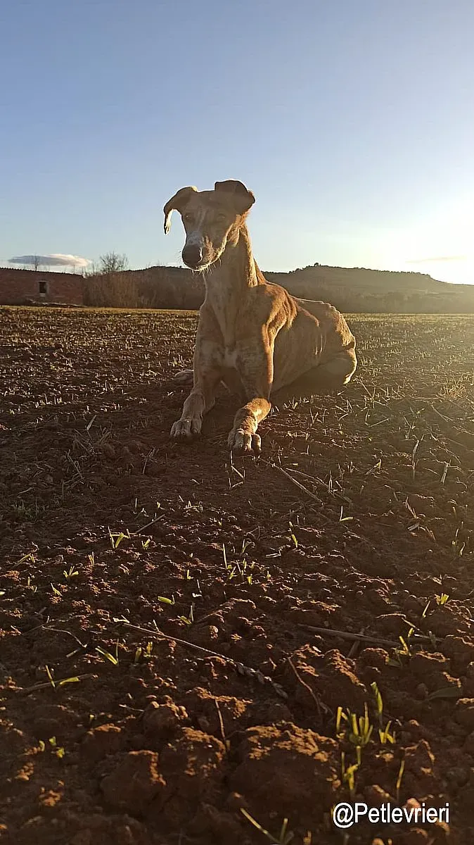 Bamboo adozioni levrieri galgo1