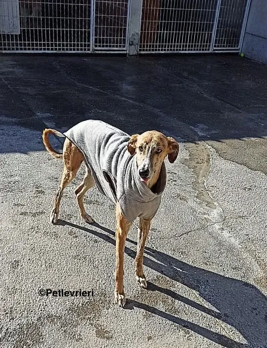 Bamboo adozioni levrieri galgo2