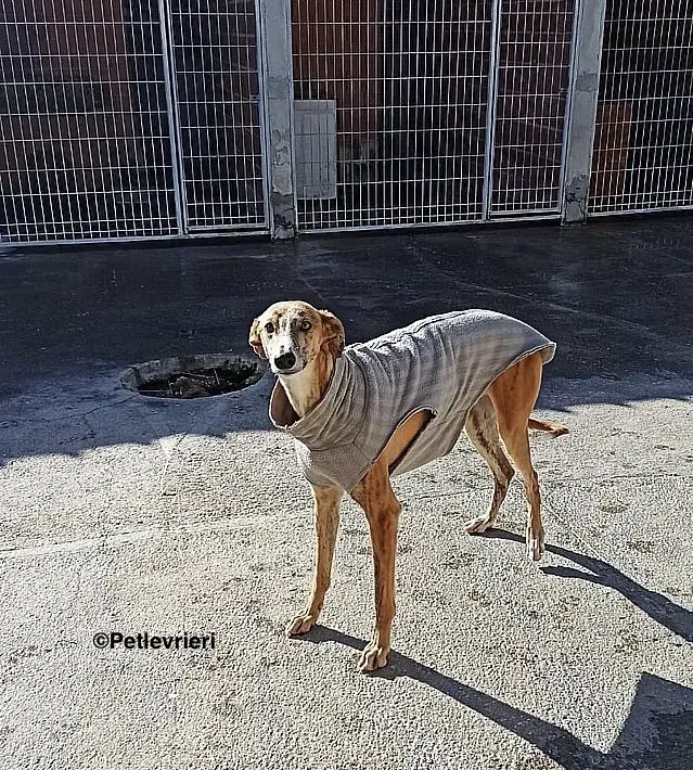 Bamboo adozioni levrieri galgo3