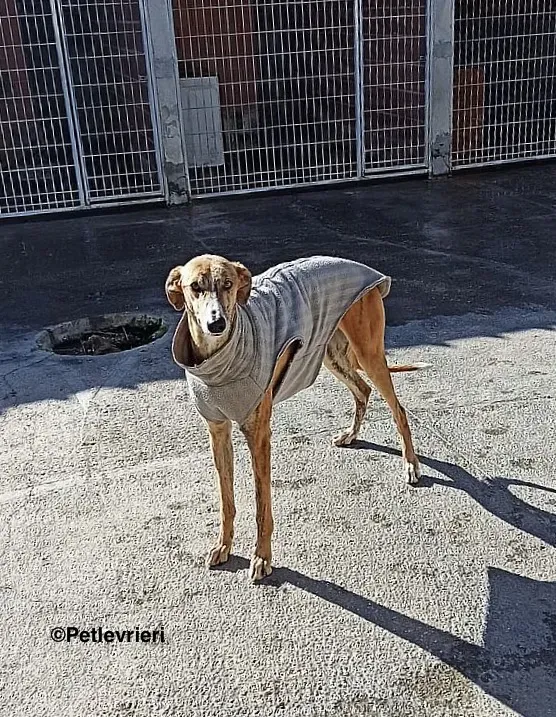Bamboo adozioni levrieri galgo4