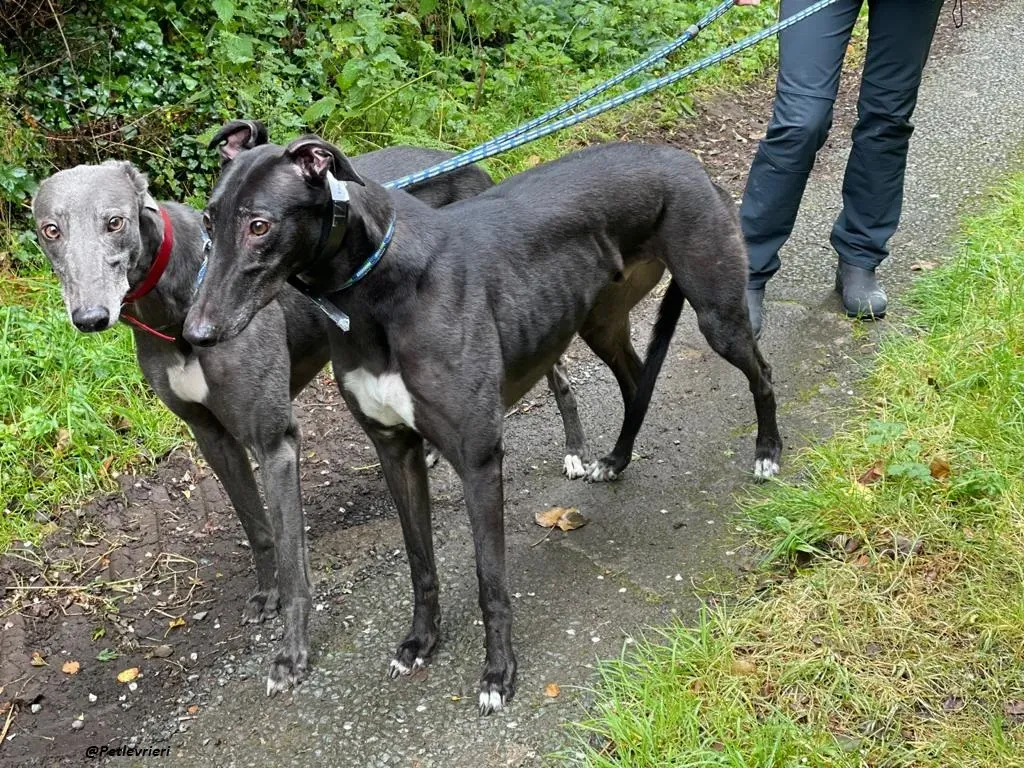 Banke e Floyd greyohund adozione levriero 1