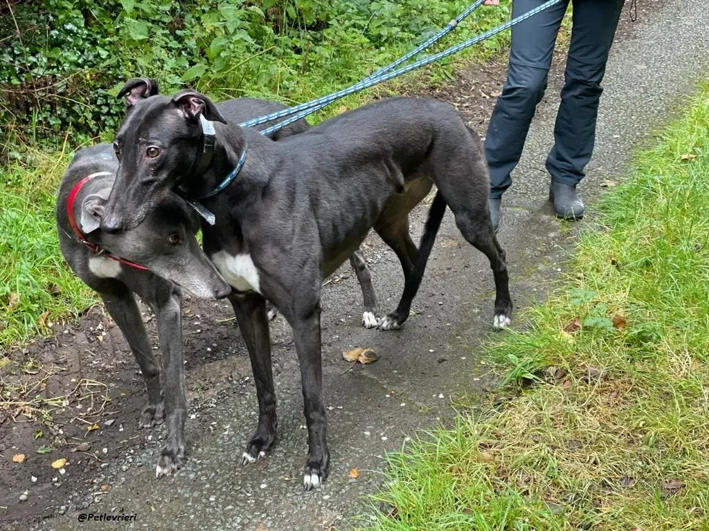 Banke e Floyd greyohund adozione levriero 2