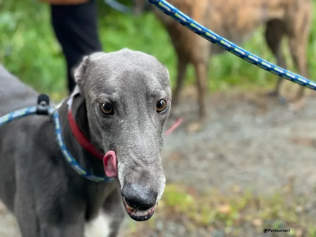 Banker Greyhound adozione levrieri 1