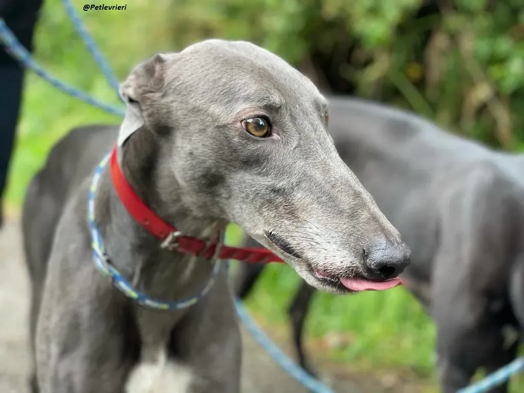 Banker Greyhound adozione levrieri 2