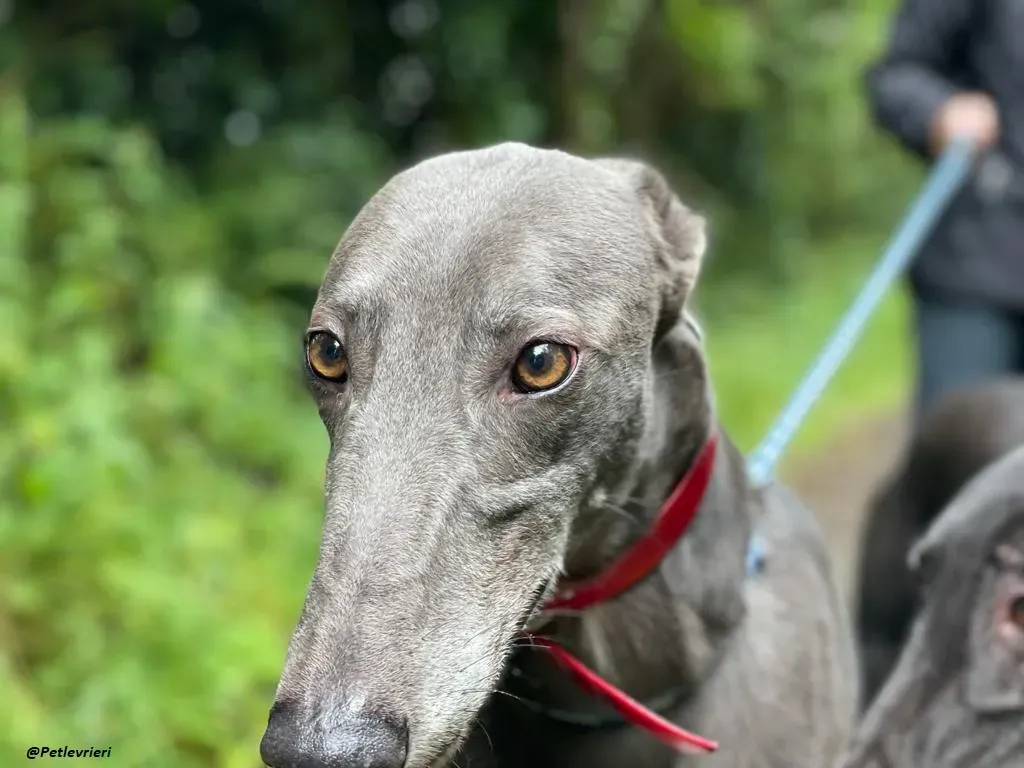 Banker Greyhound adozione levrieri 3