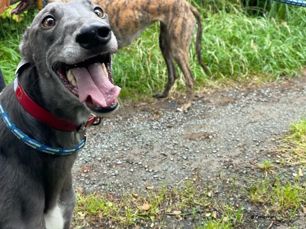 Banker Greyhound adozione levrieri 4