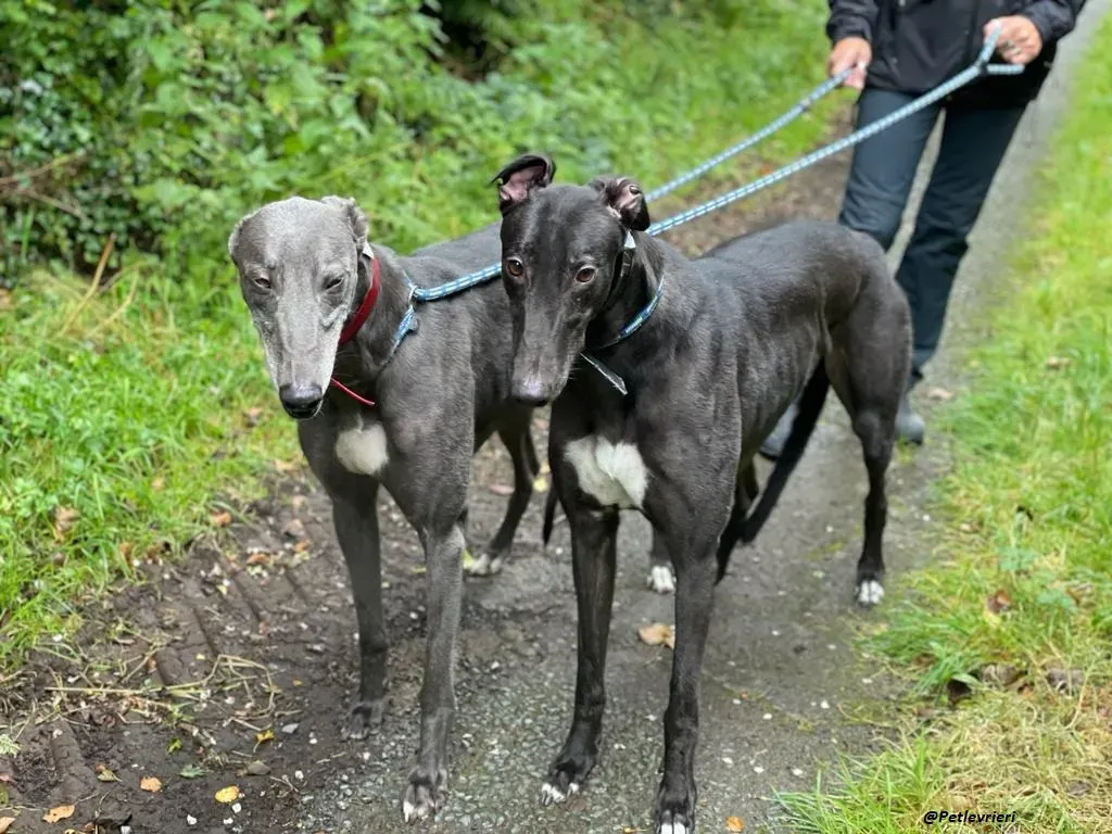 Banker e Floyd adozione levrieri greyhound