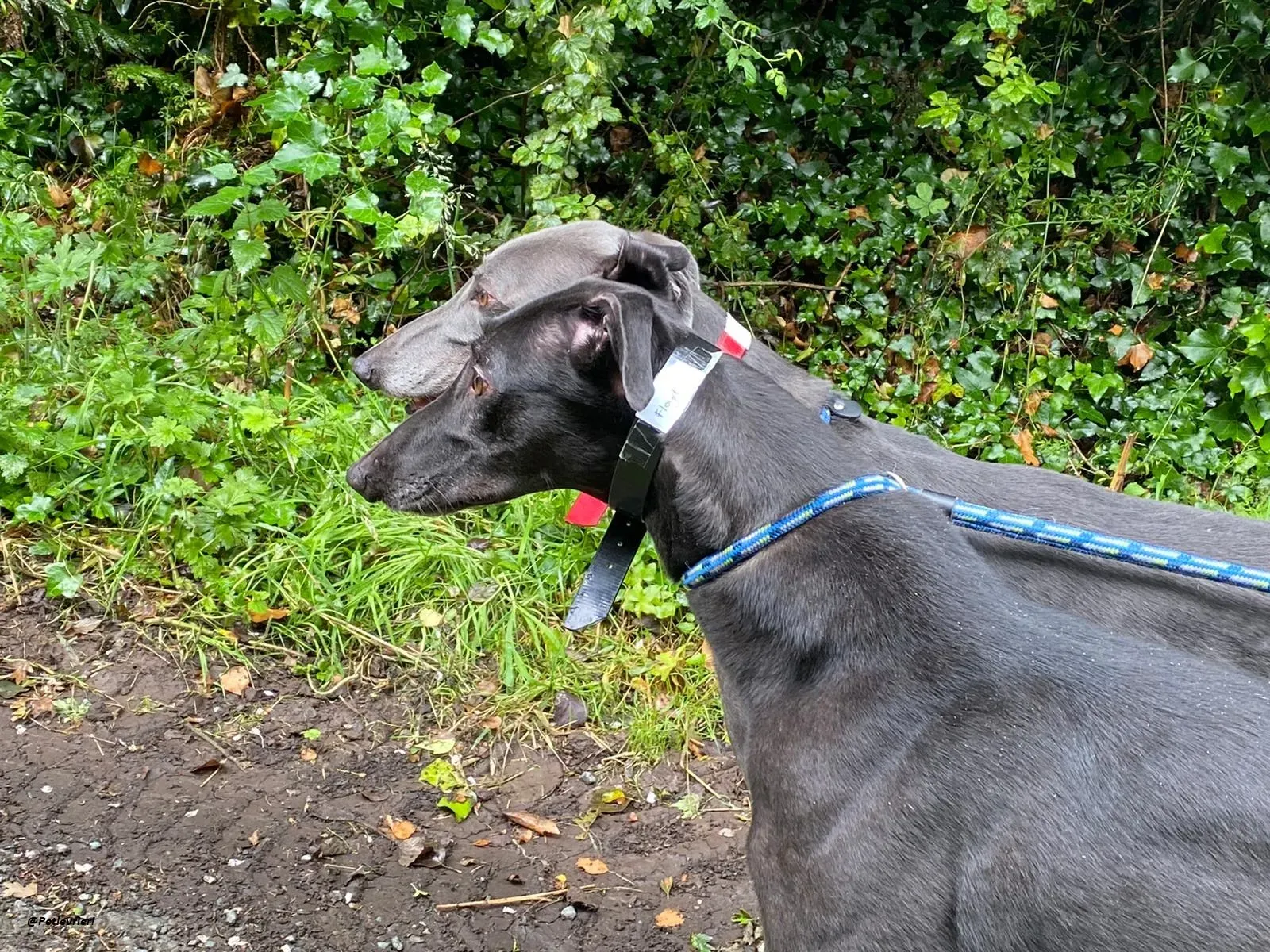 Banker e floyd Greyhound adozione levrieri 1