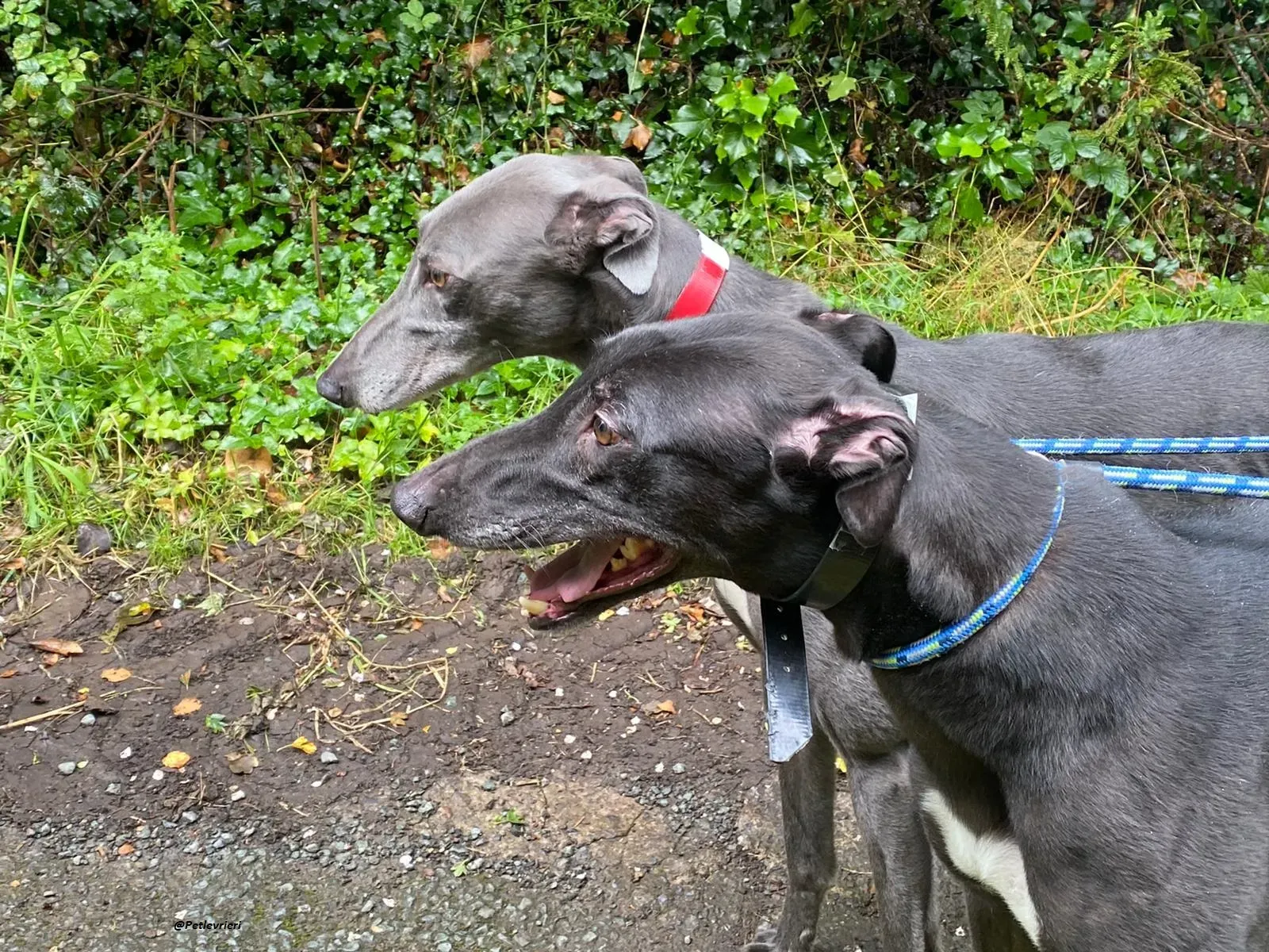 Banker e floyd Greyhound adozione levrieri 2