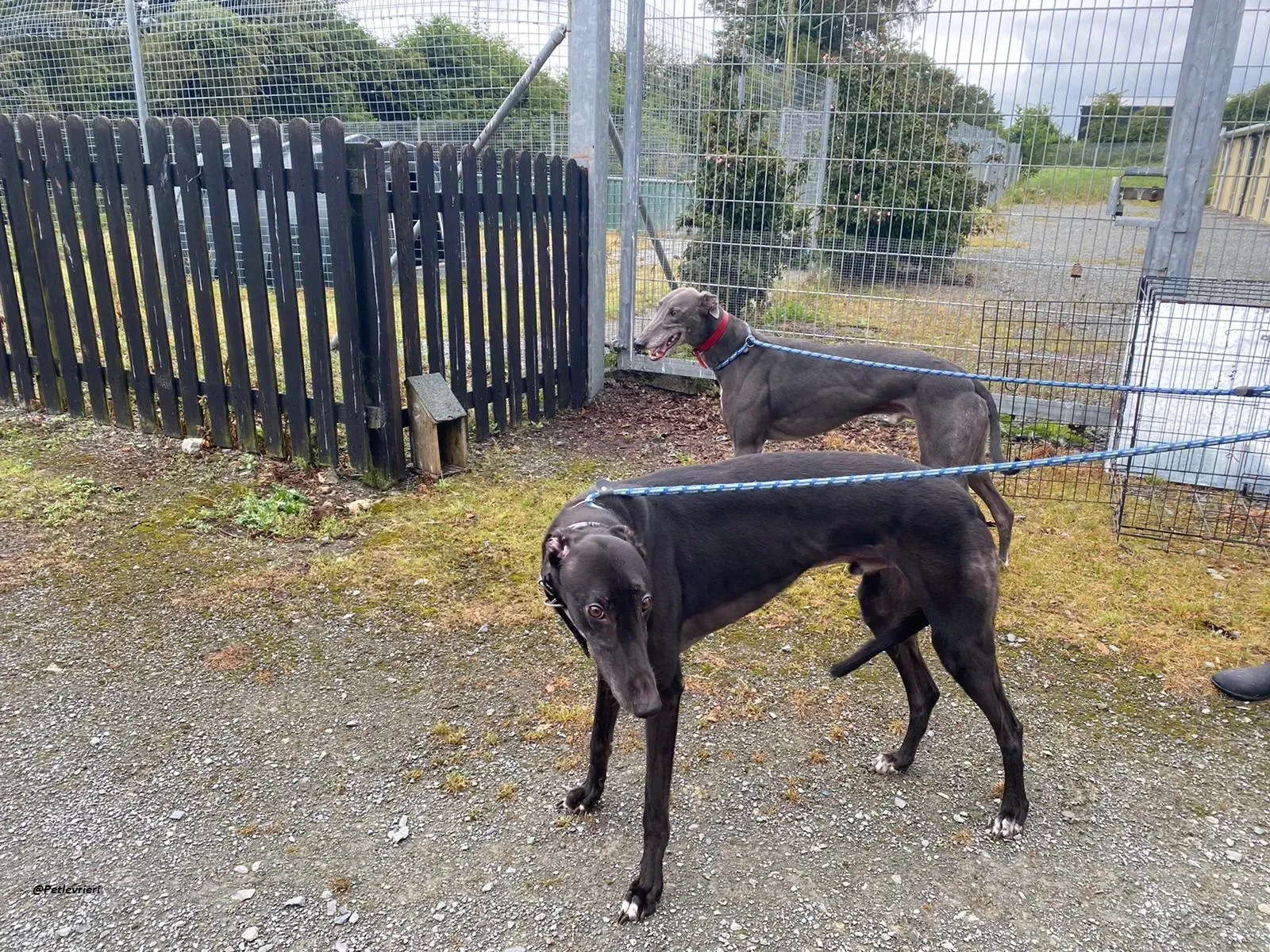 Banker e floyd Greyhound adozione levrieri 4