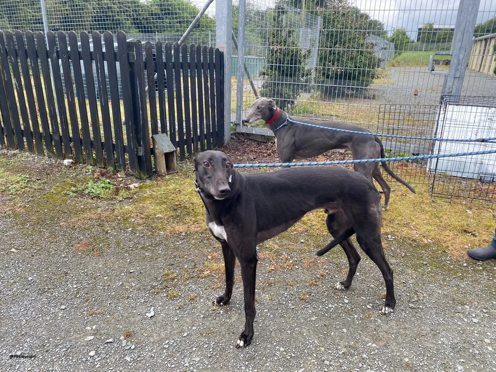 Banker e floyd Greyhound adozione levrieri 5