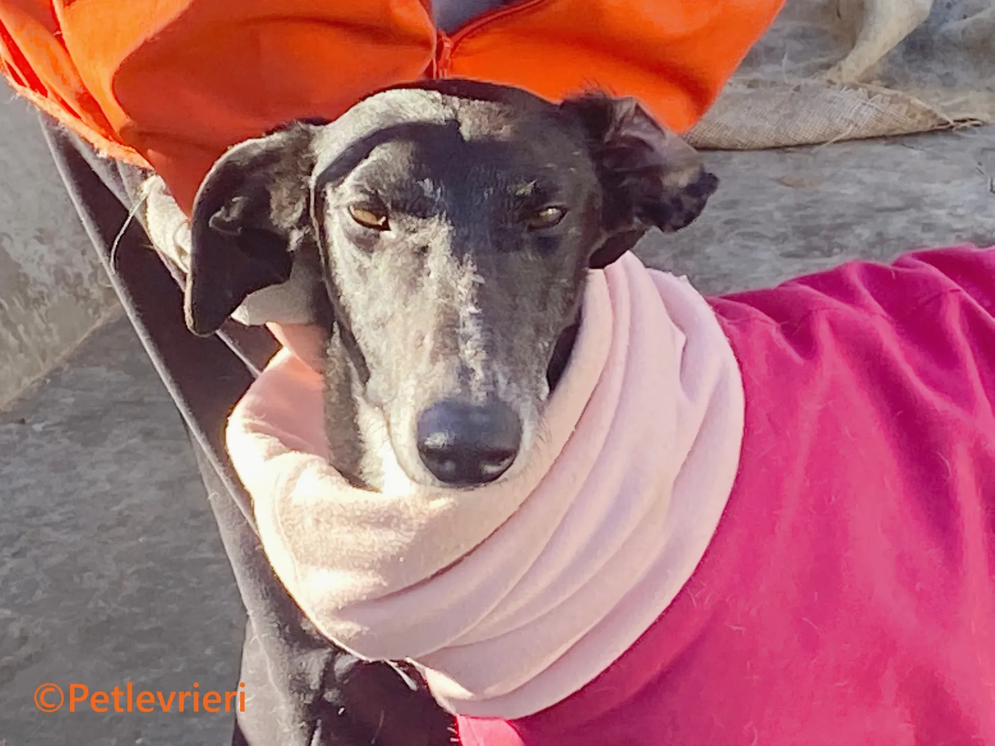 Barbara galgo adozione pet levrieri onlus 1