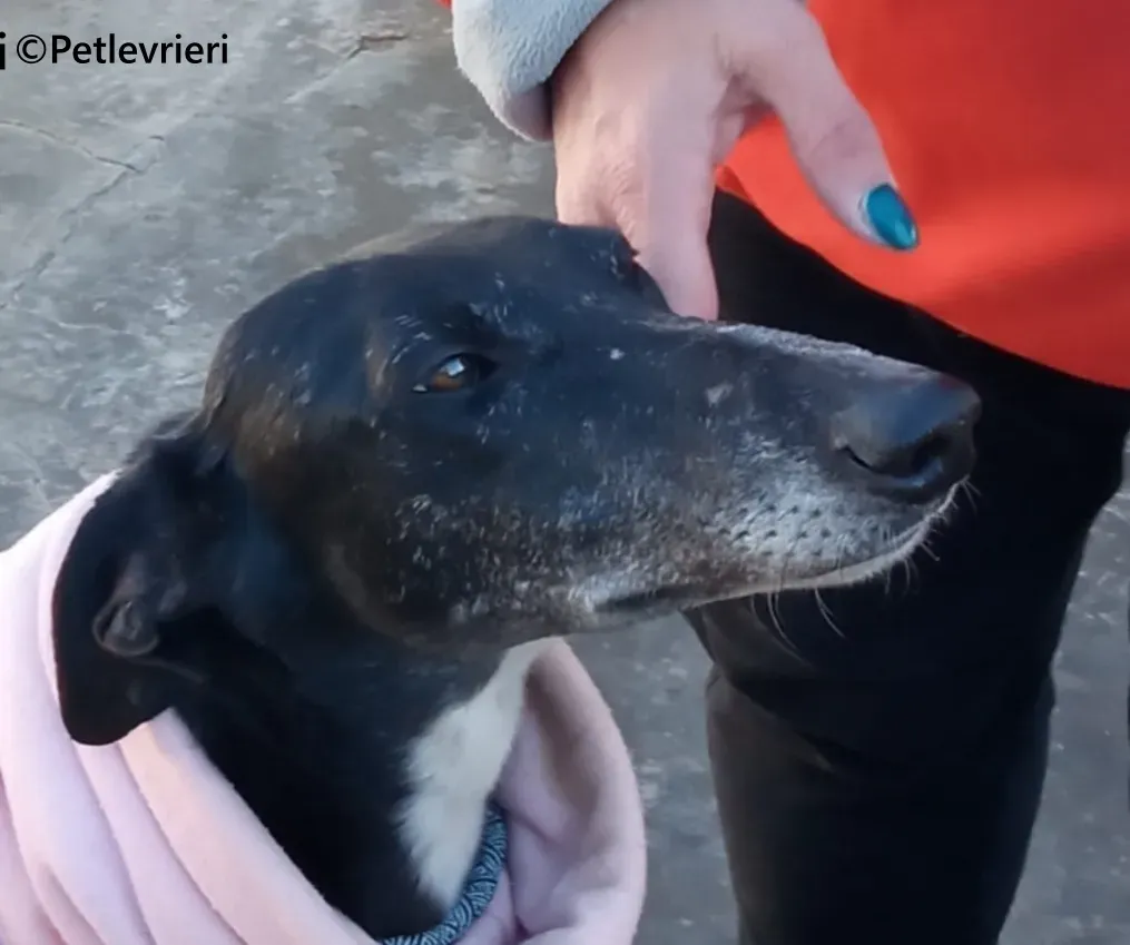 Barbara galgo adozione pet levrieri onlus 10 1